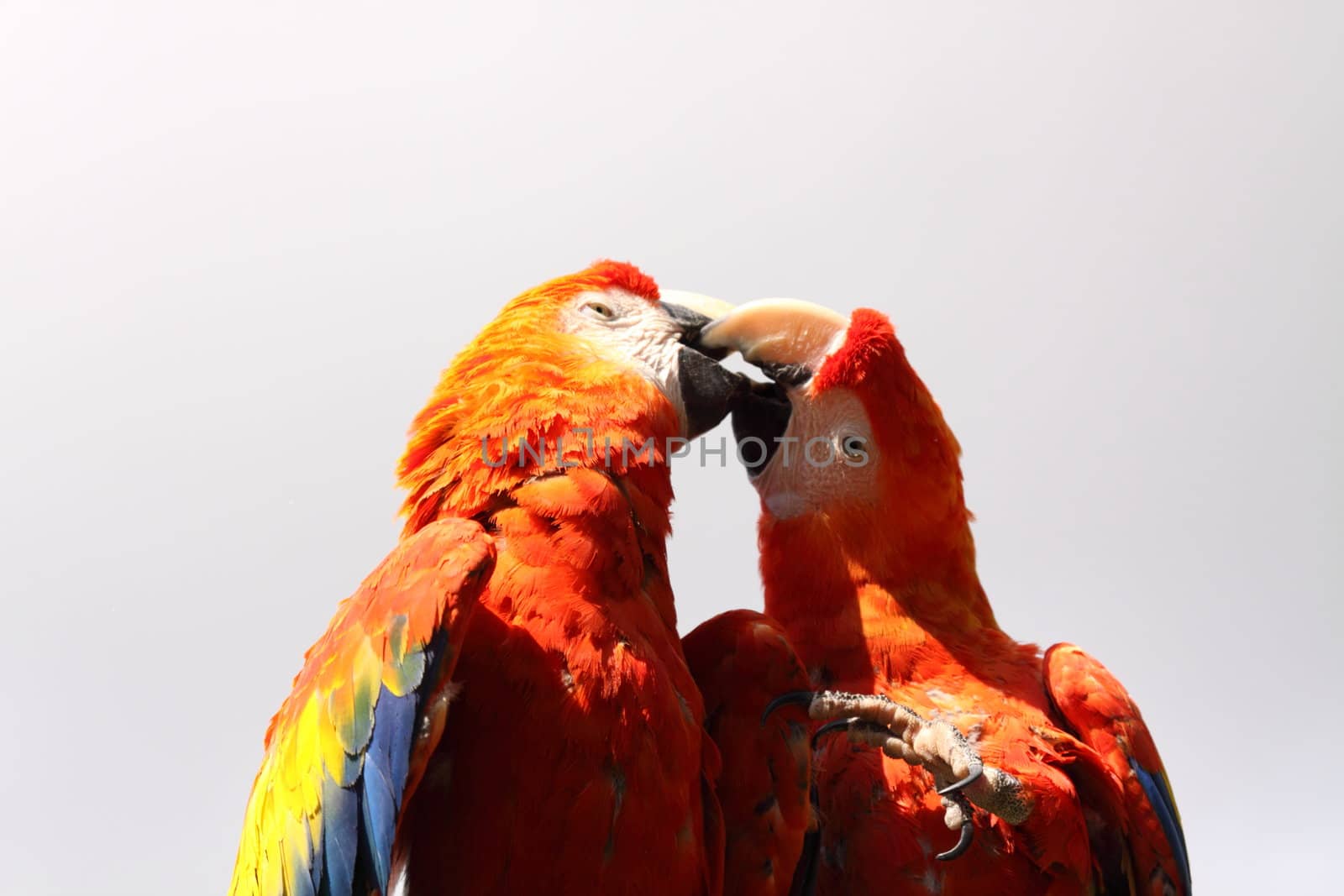 Scarlet Macaw