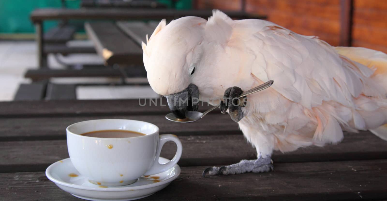 Cockatoo