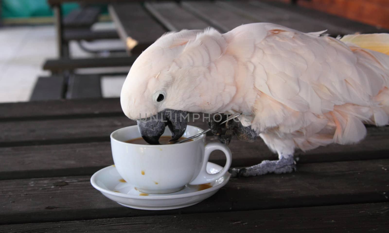 Cockatoo