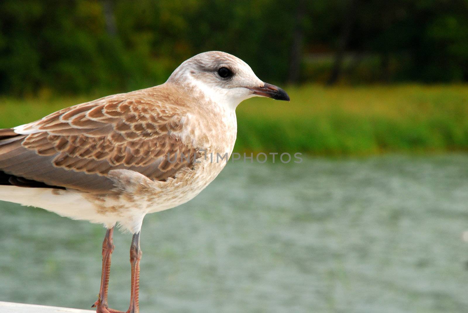 A bird sitting on the border of a lake in helsinki, Finland.