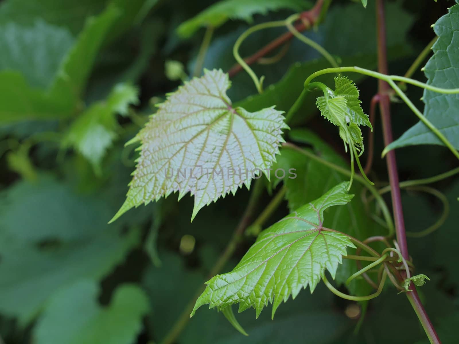 fresh and green grapevine with leaves      