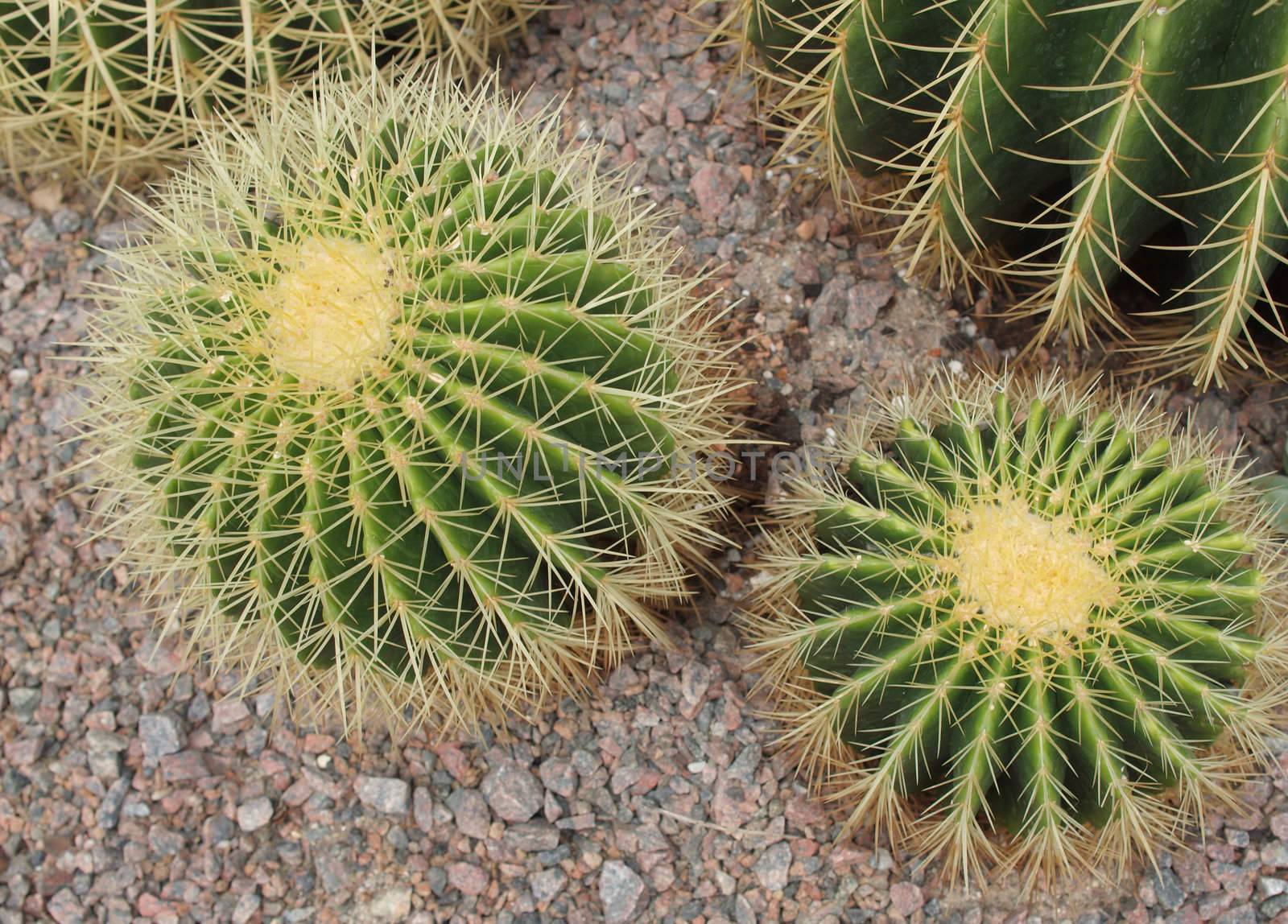 low angle image of cactus or cacti with detailed spines    