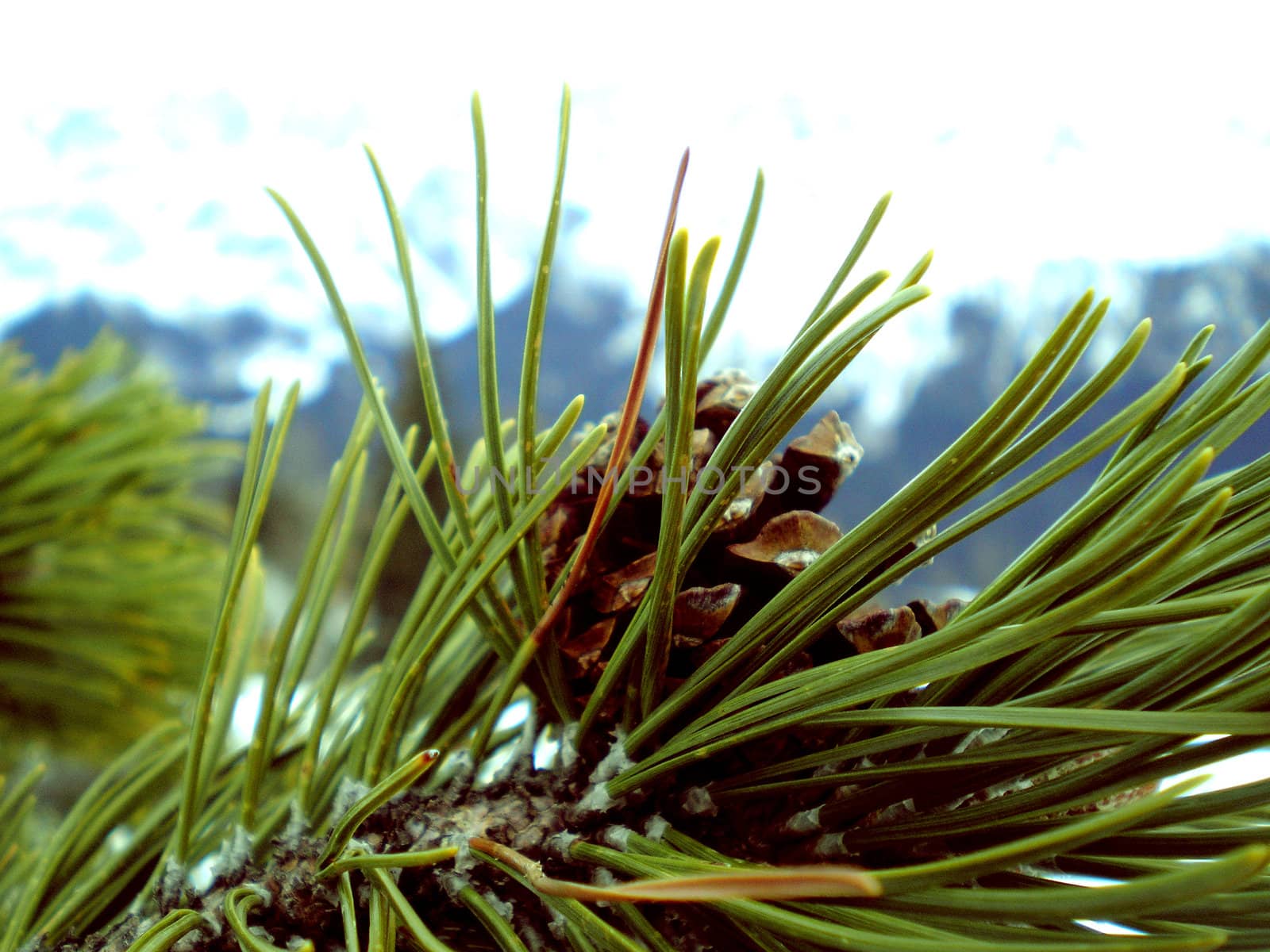 small pine cone in winter