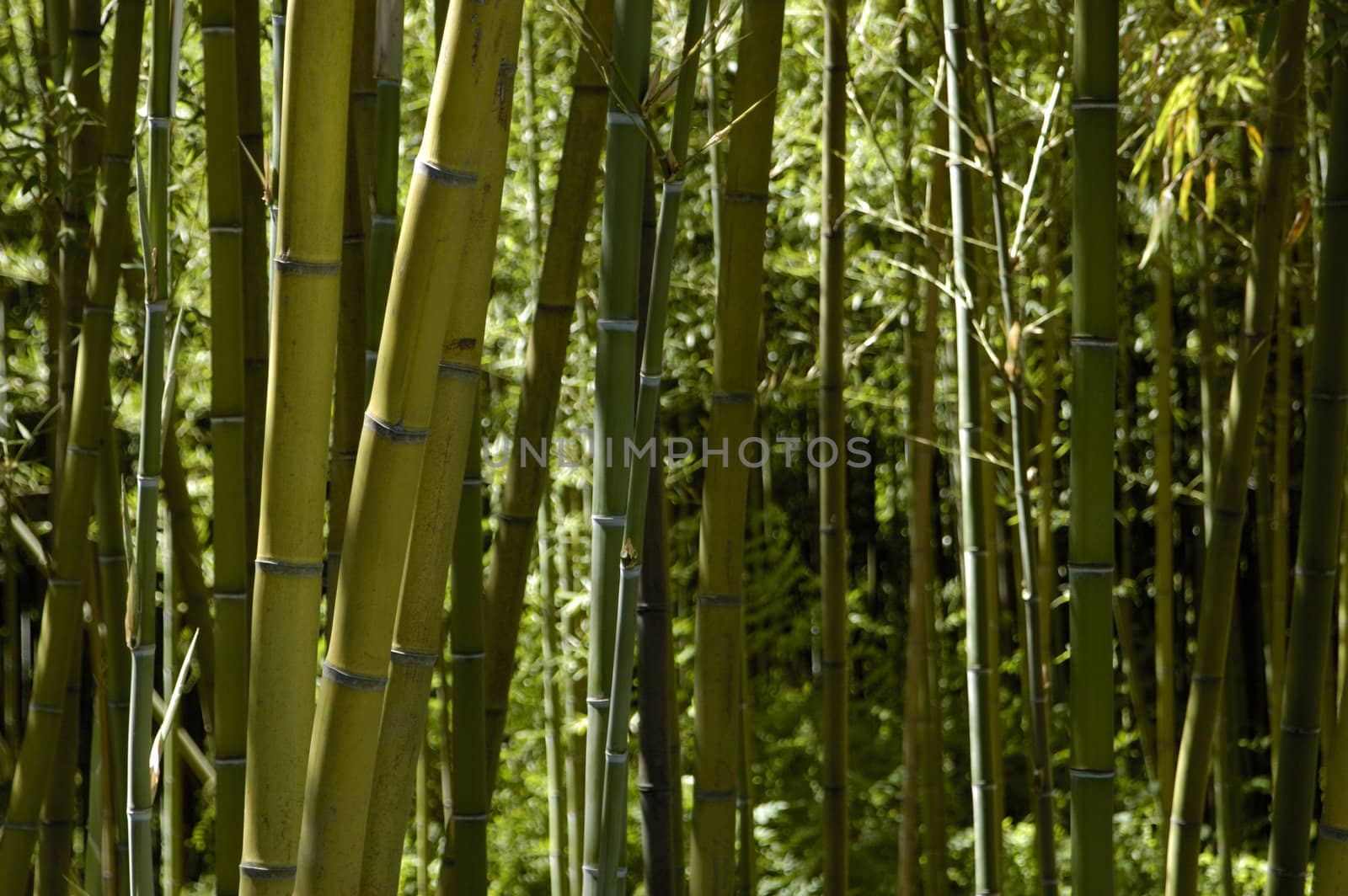 Bamboo Forest by vanessadevolder