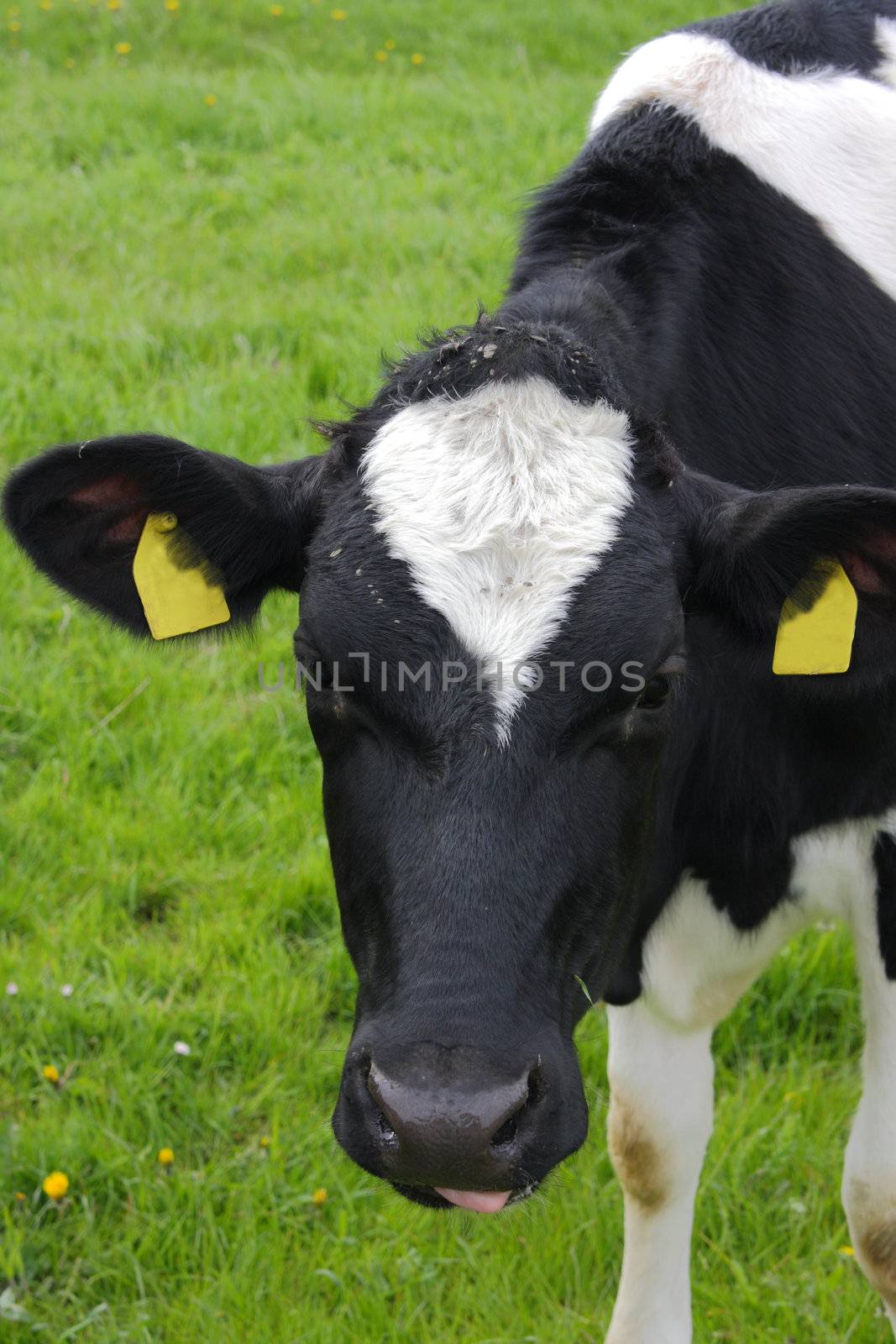 cow on pasture in northern Germany