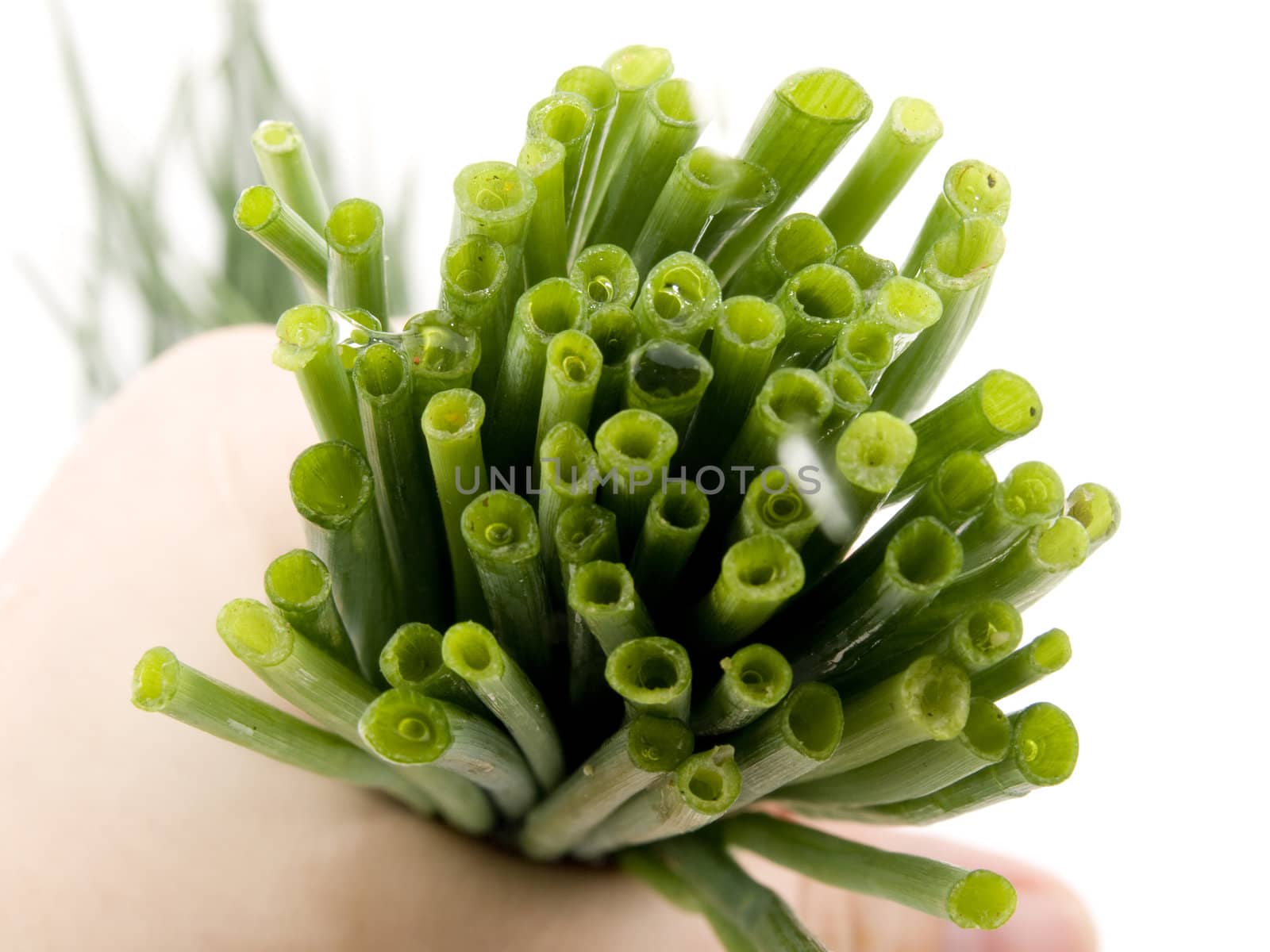 Closeup picture of fresh chives on white background