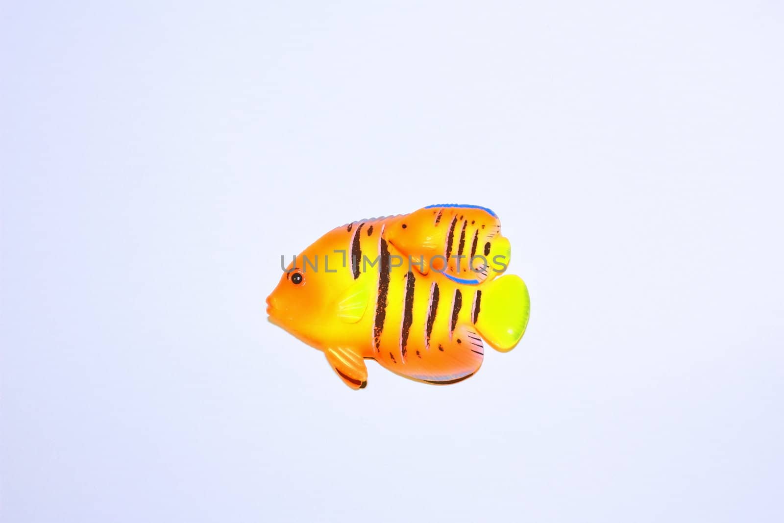 The pretty little gold fish