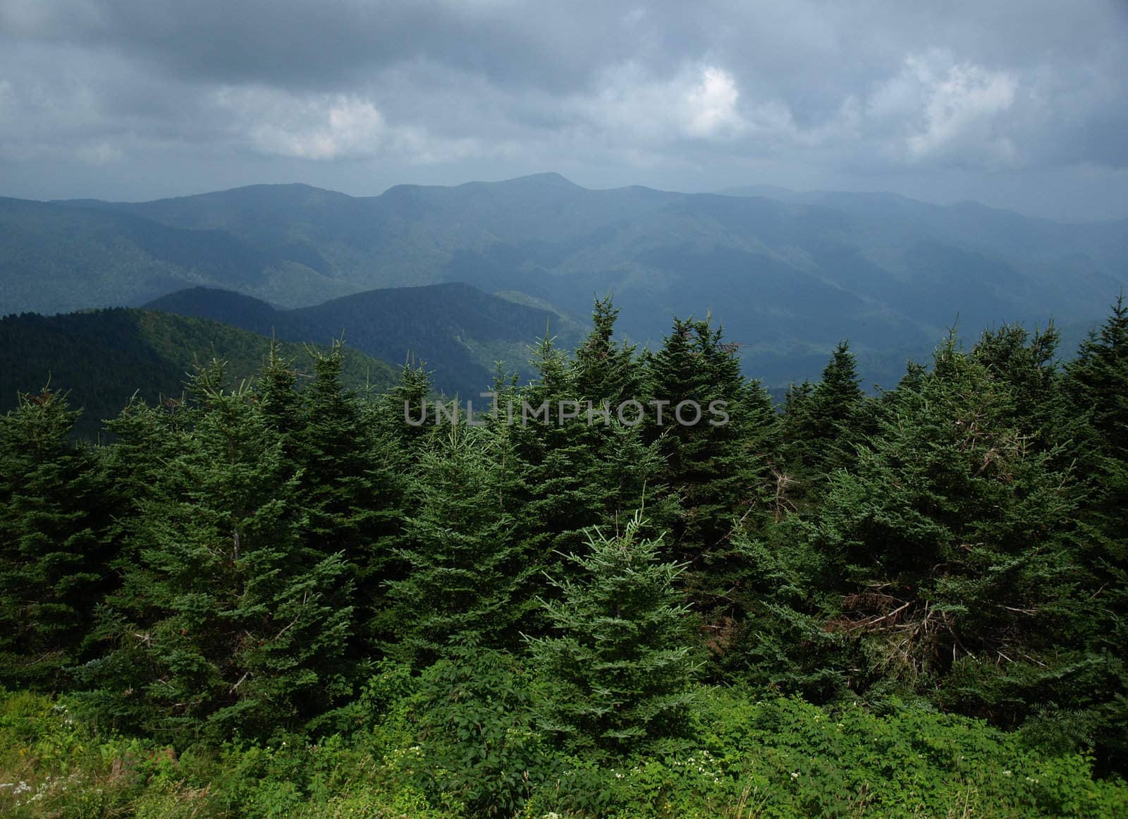 View along the trail up Mt. Mitchell in North Carolina