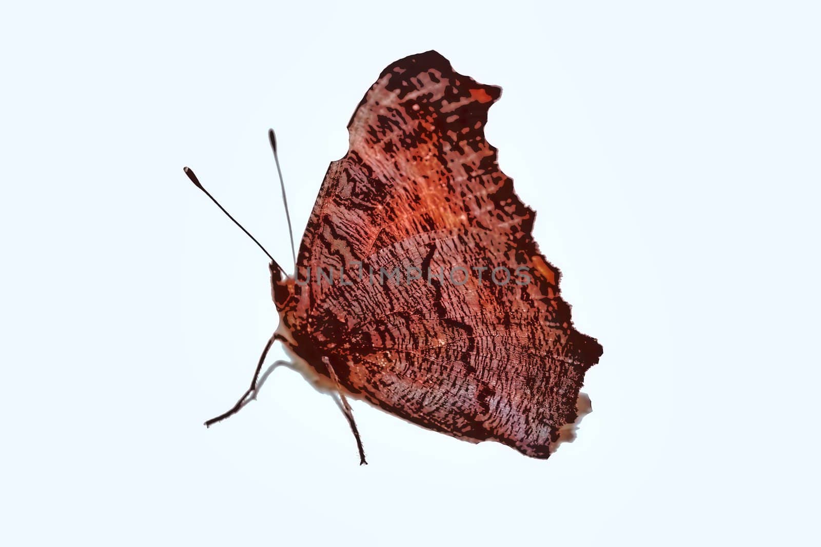 Red butterfly isolated on white