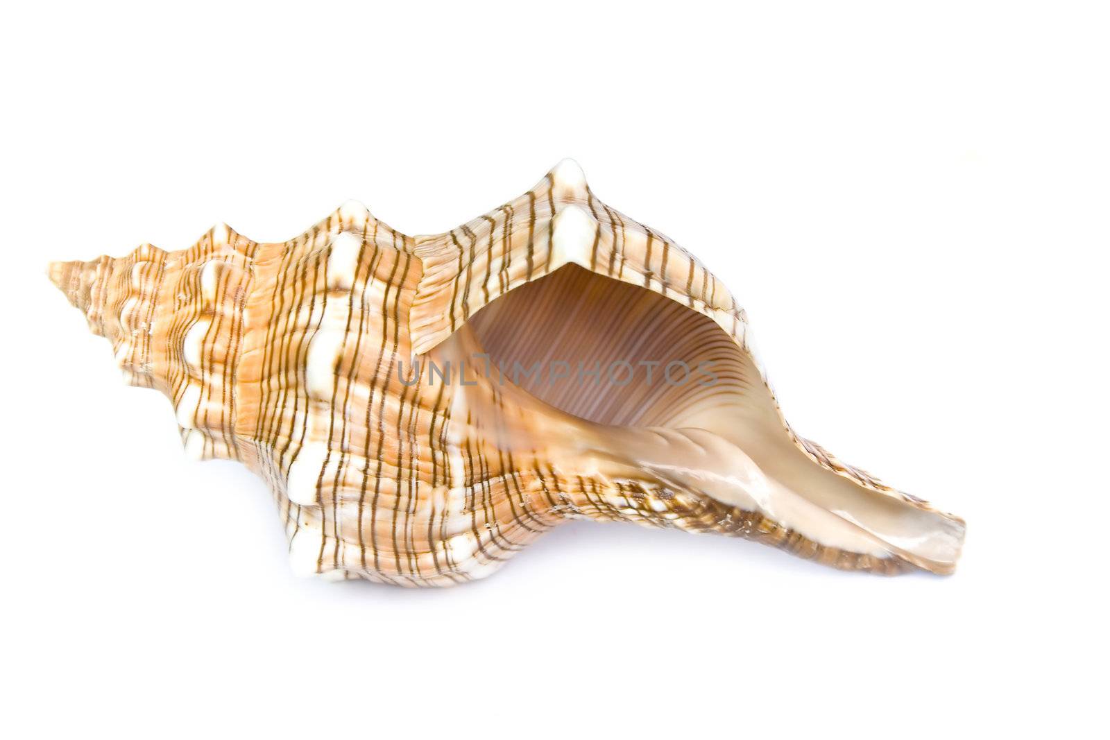 seashell isolated on white background