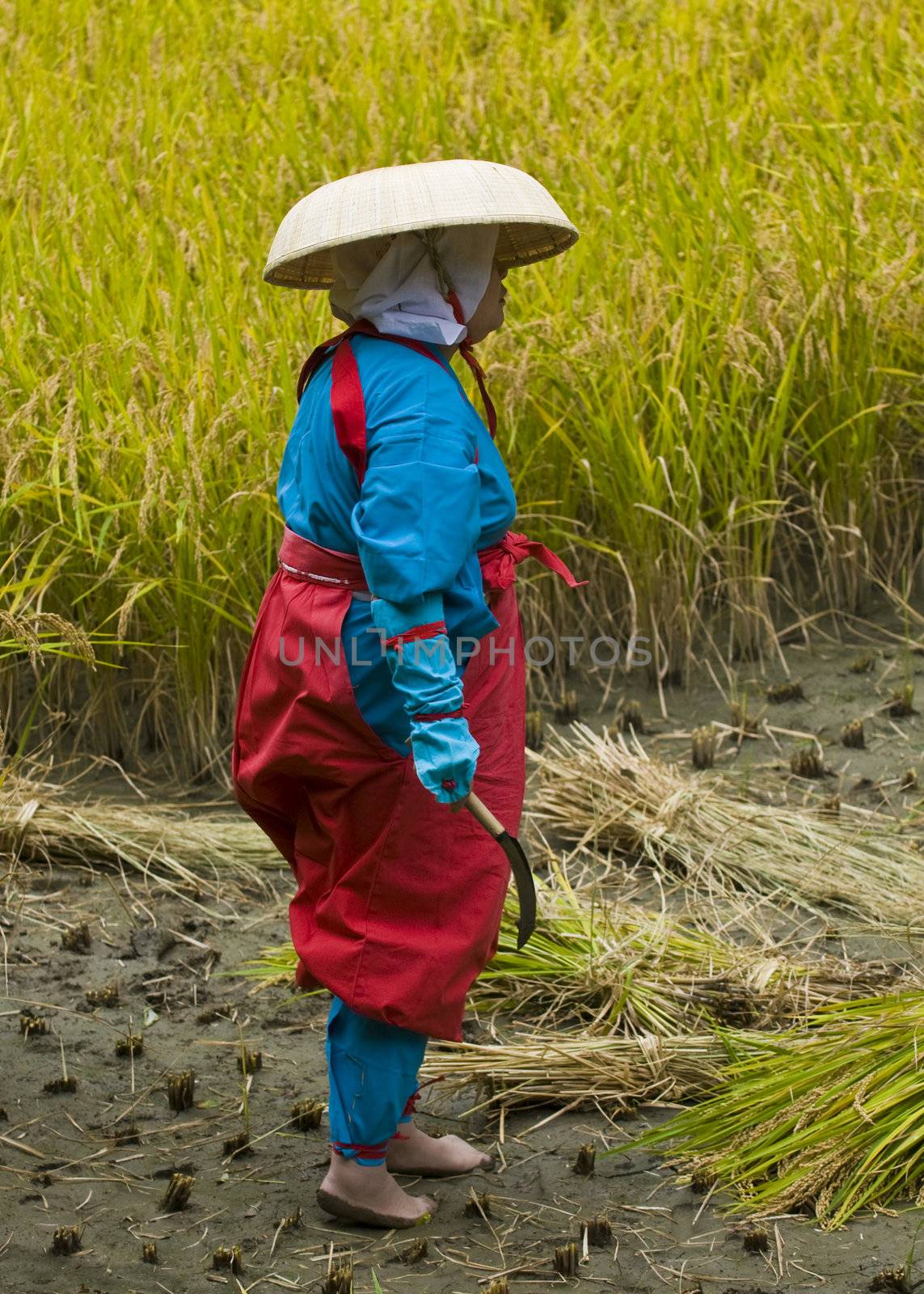 Rice harvest ceremony by kobby_dagan