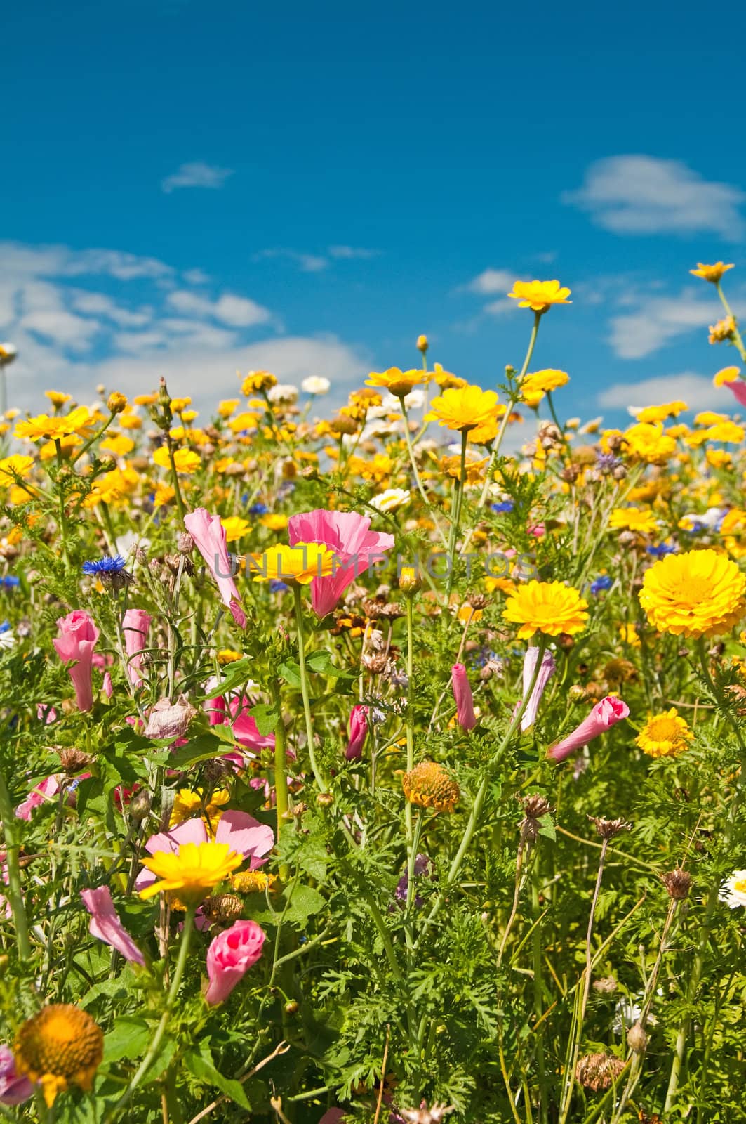 meadow with a lot of colored flowers