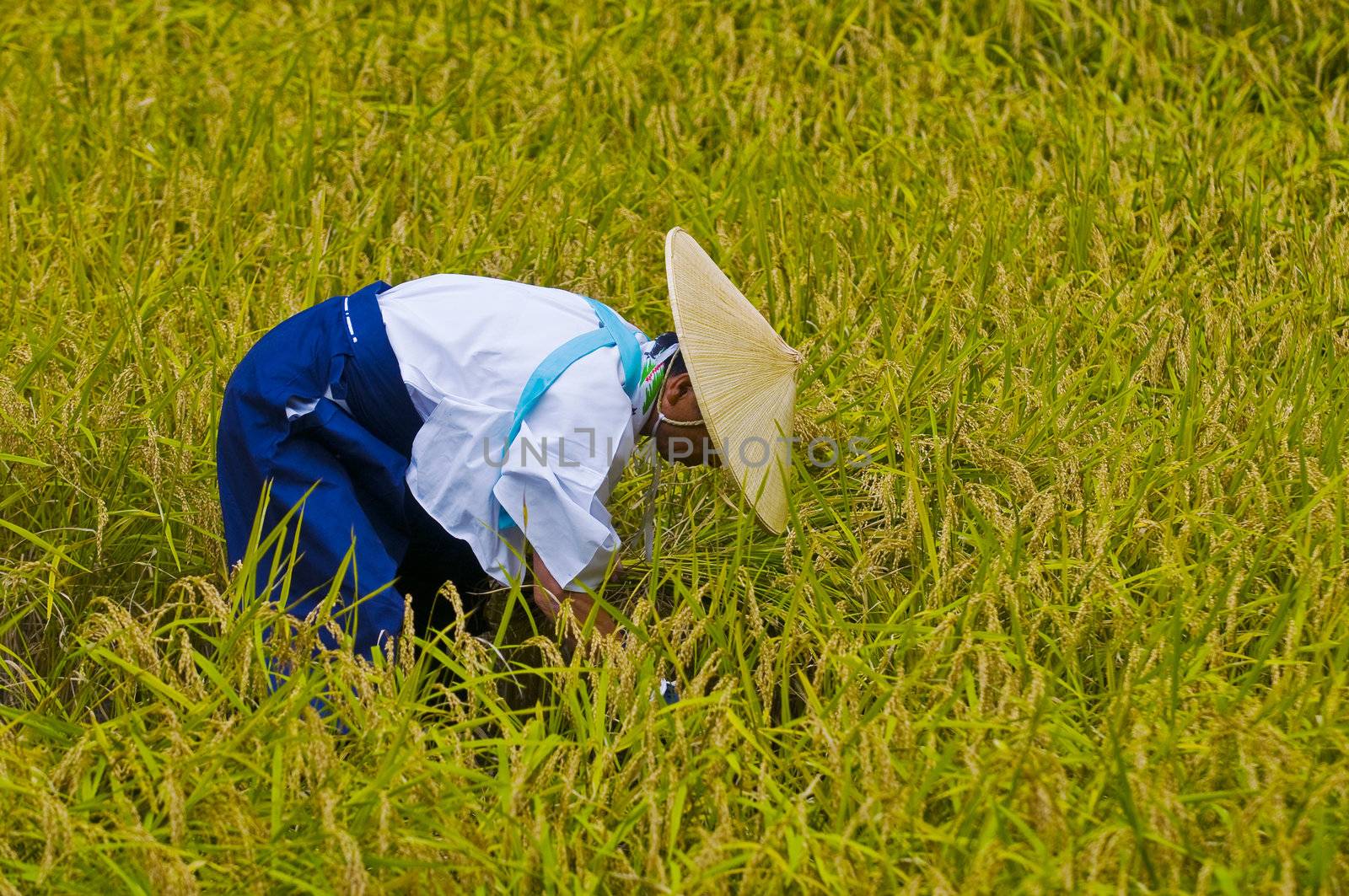 Rice harvest ceremony by kobby_dagan