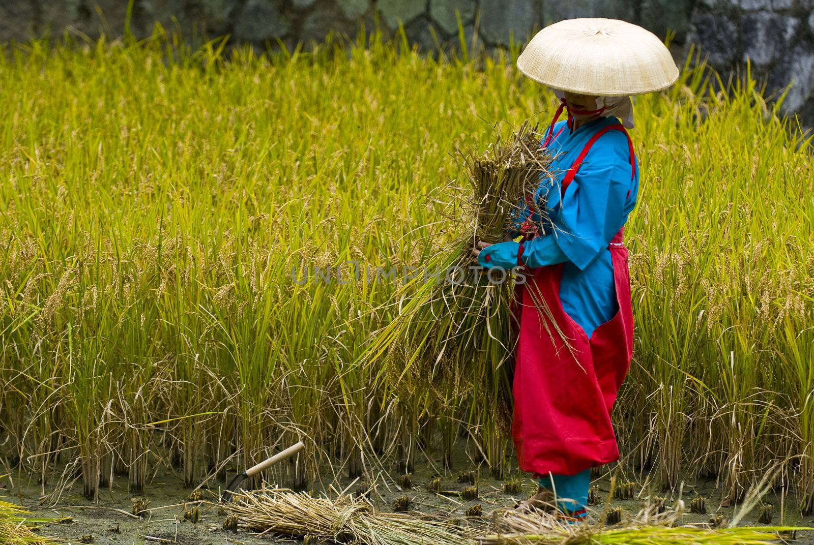 Kyoto, OCT  25: a participant on the rice harvest ceremony held on October 25 2009  in Fushimi Inari shrine in Kyoto, Japan