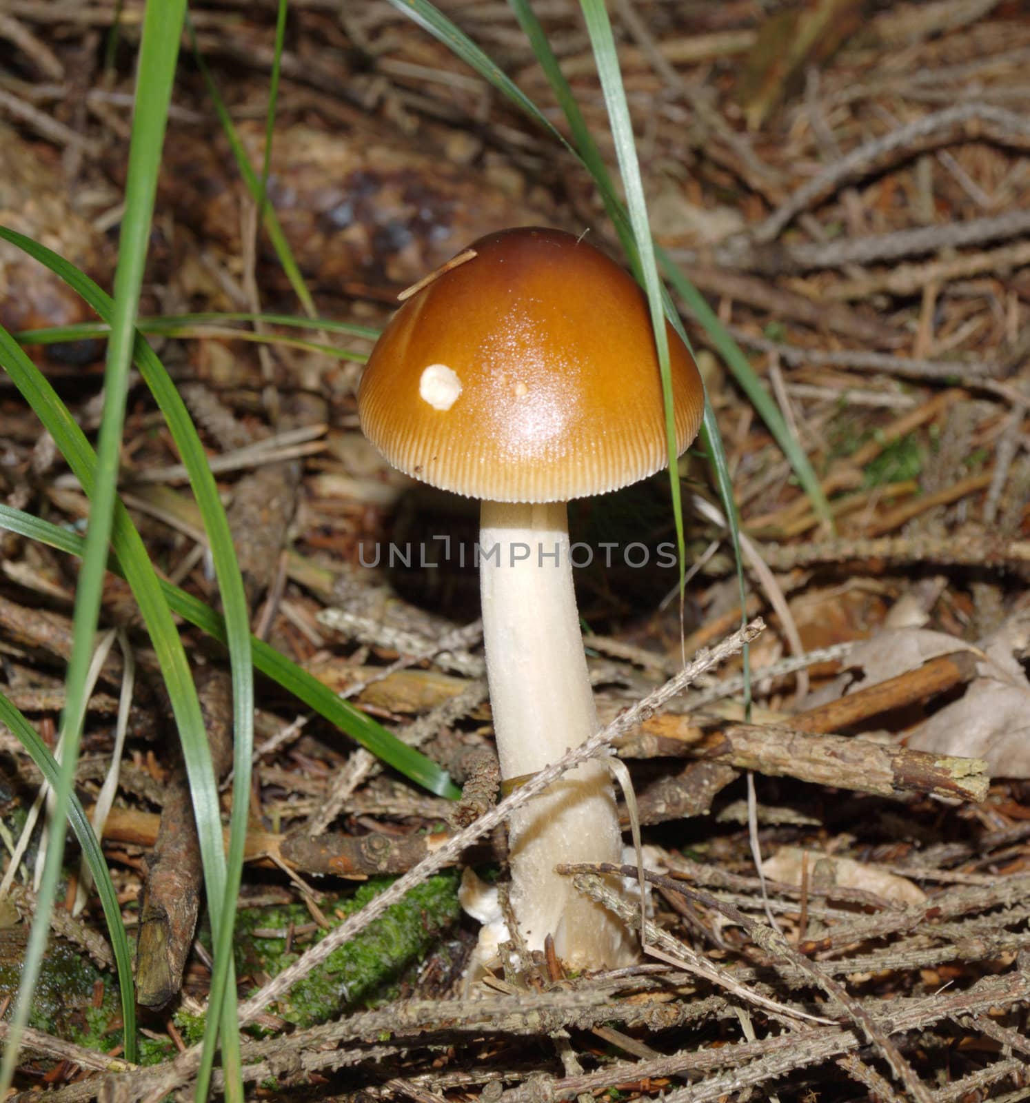 the nice mushroom wiht bright hat by renales