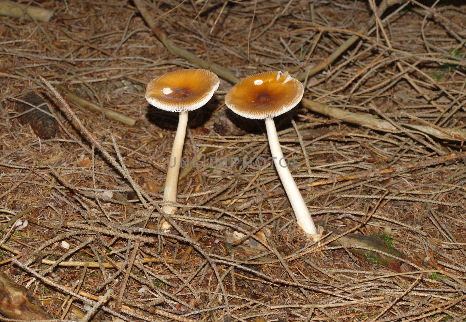 snuggled mushrooms