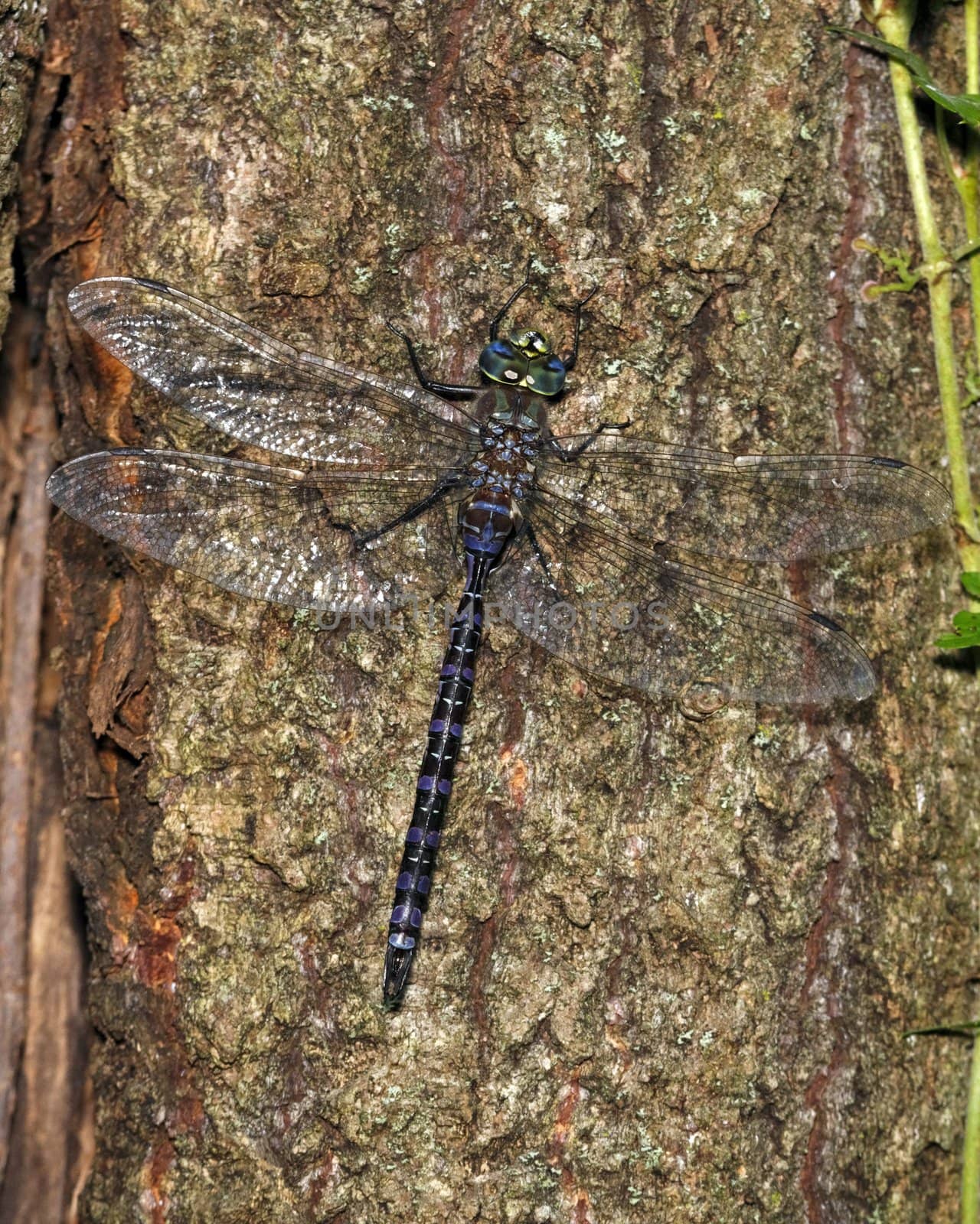 A male Variable Darner Dragonfly perched on the side of a tree trunk.