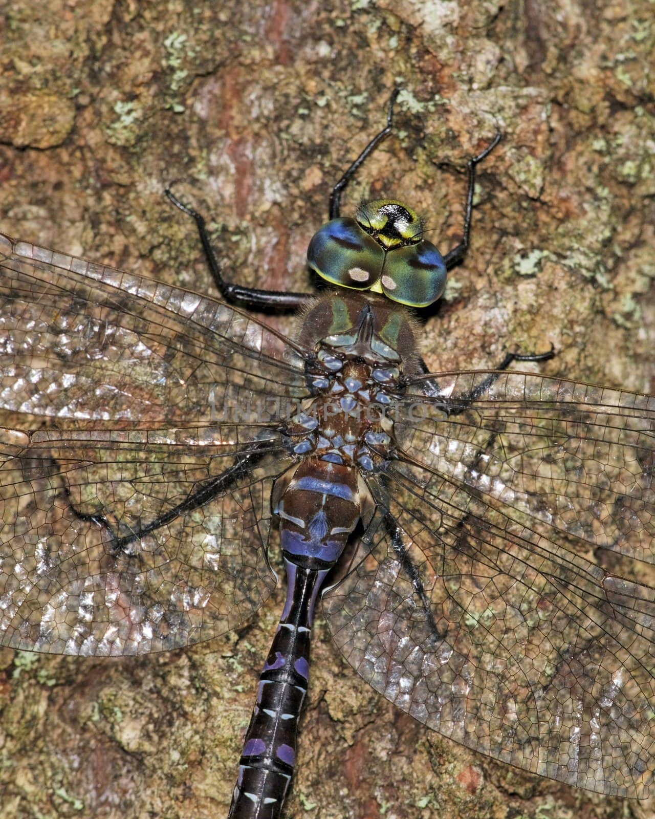 Variable Darner Dragonfly by brm1949