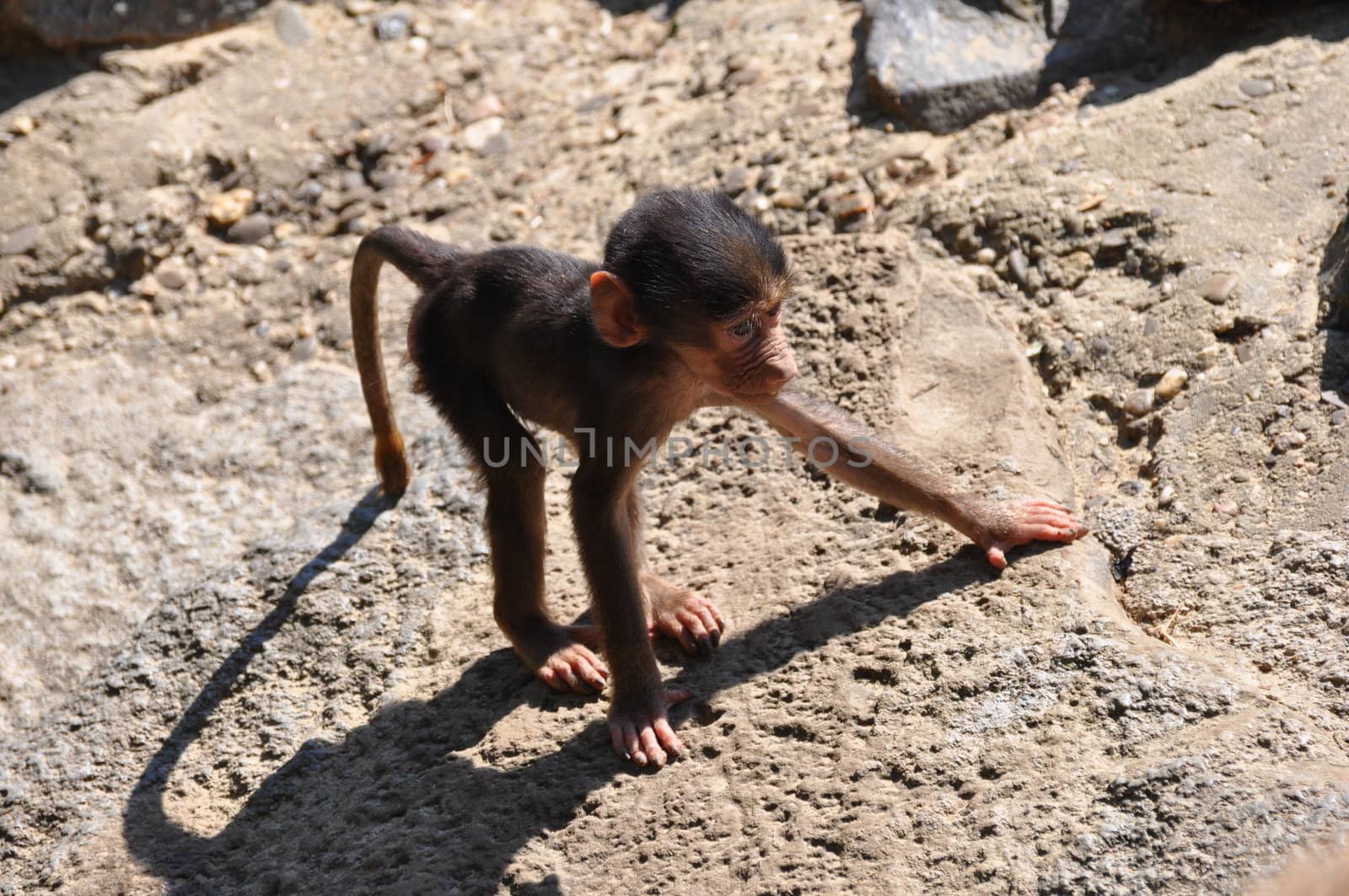 Young baboon monkey.