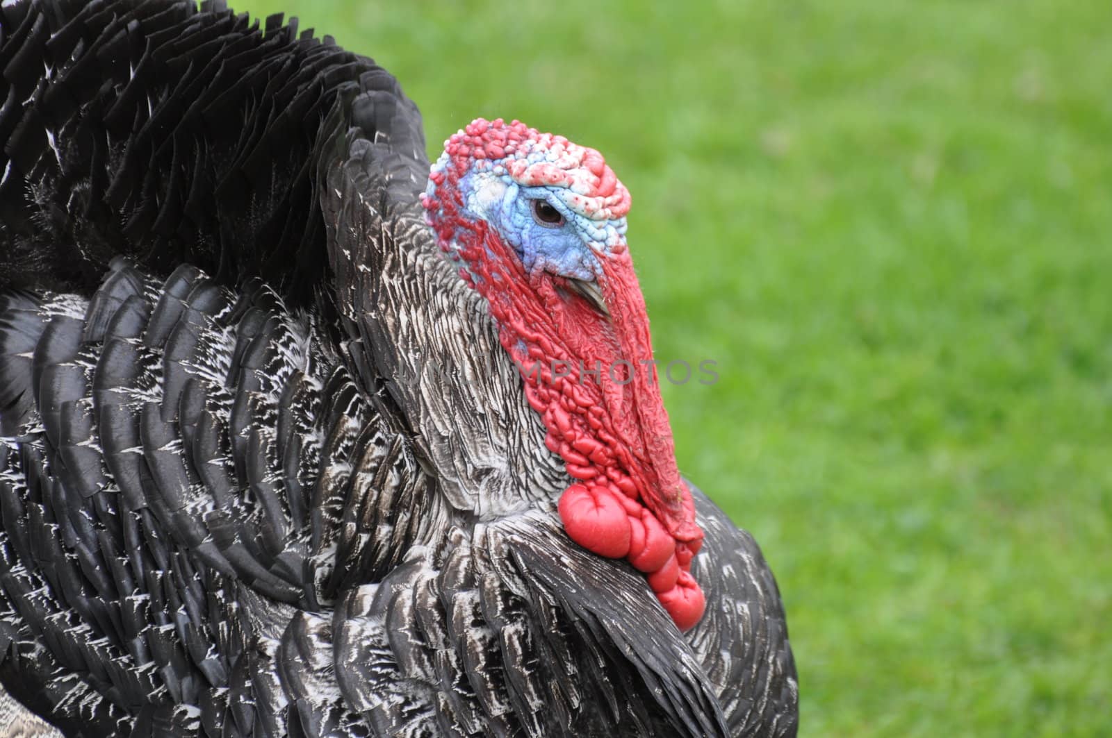 Close-up of a turkey.