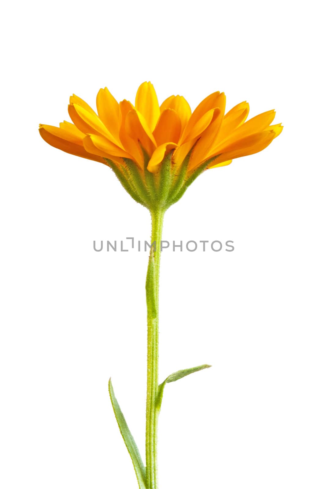 marigold flower with its seeds