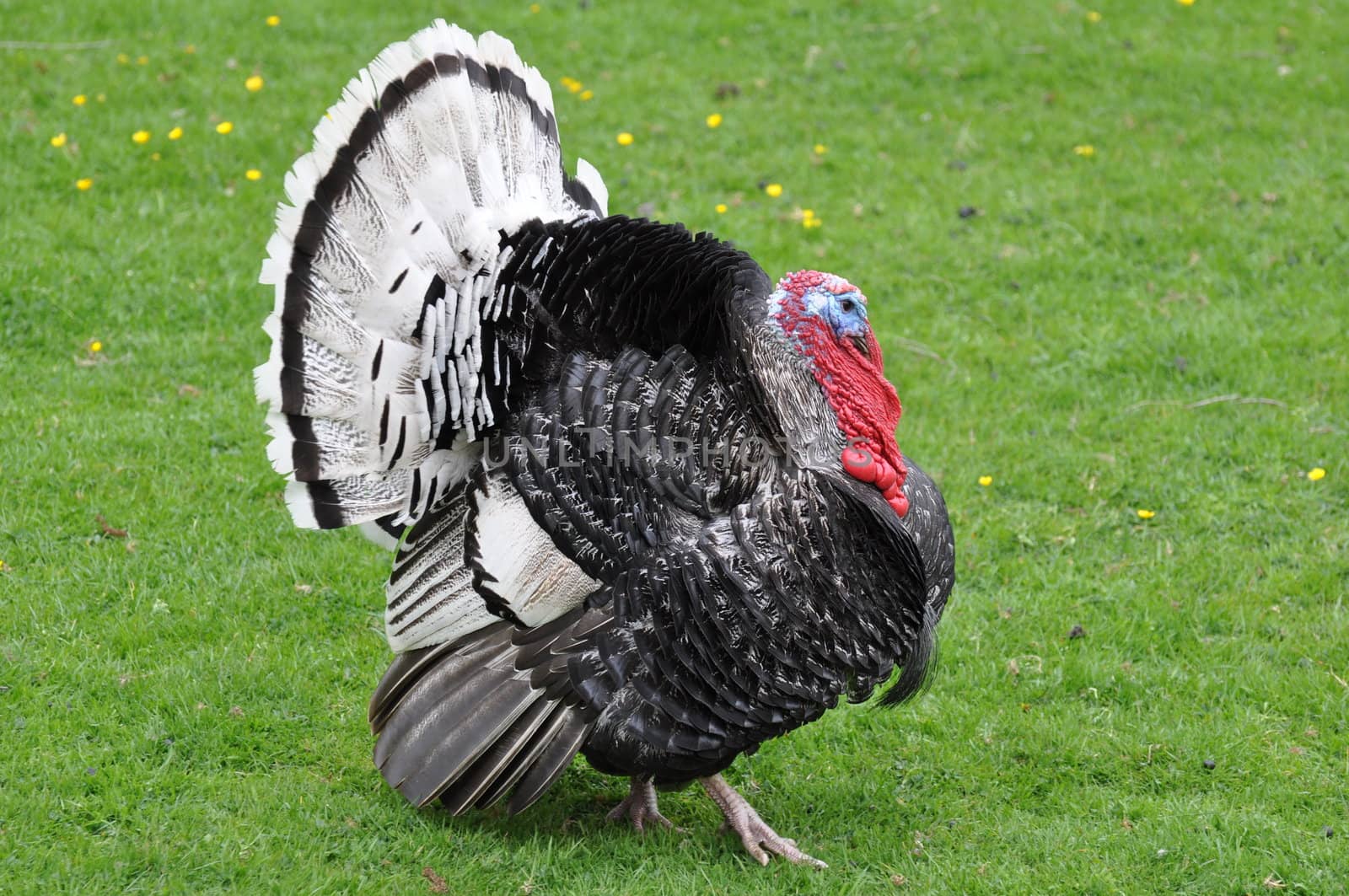 Wild turkey in full strut