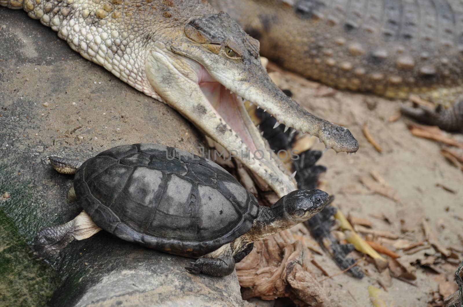 Slender-snouted crocodile with turtle