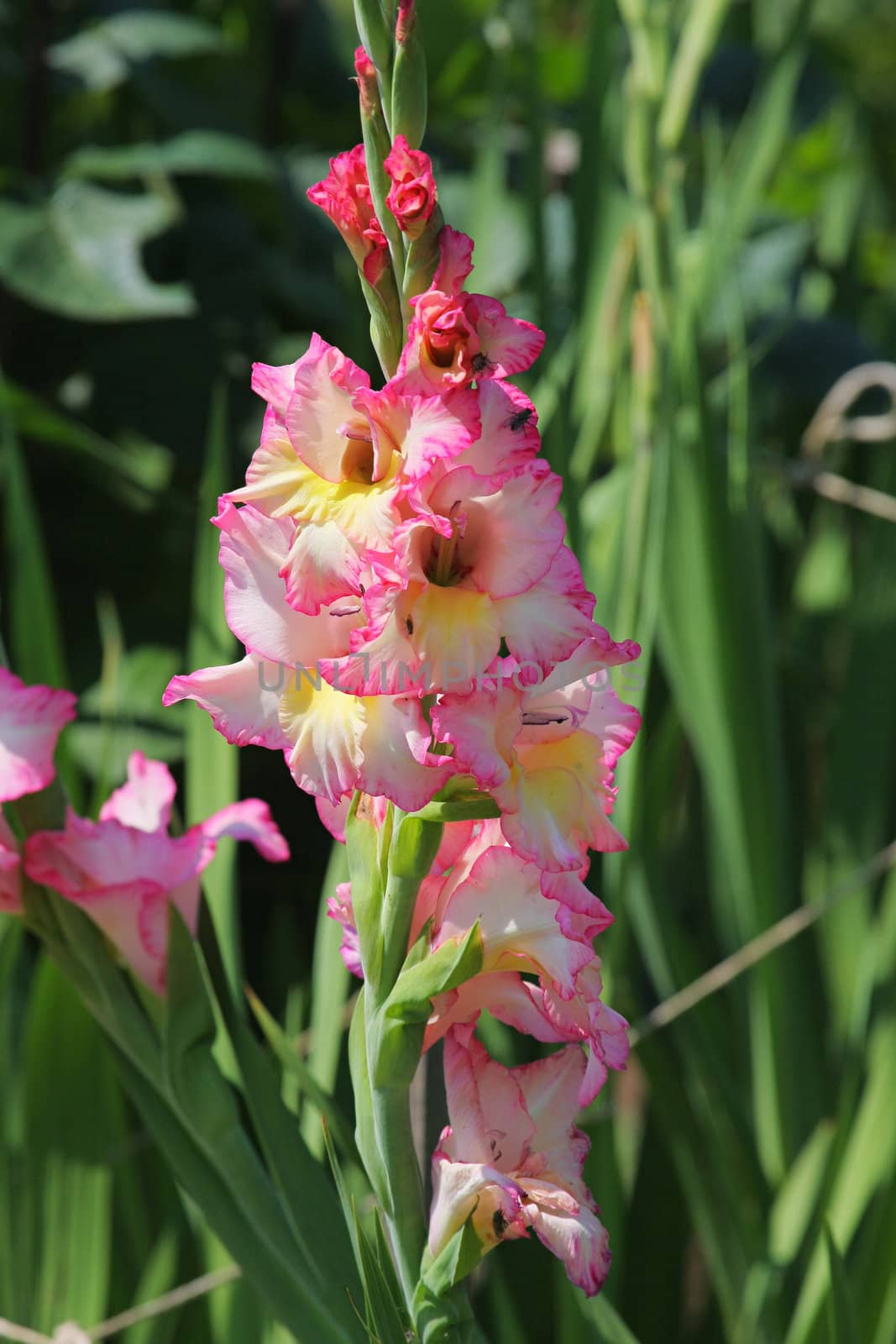 Green grass with gladiolus in summer day.