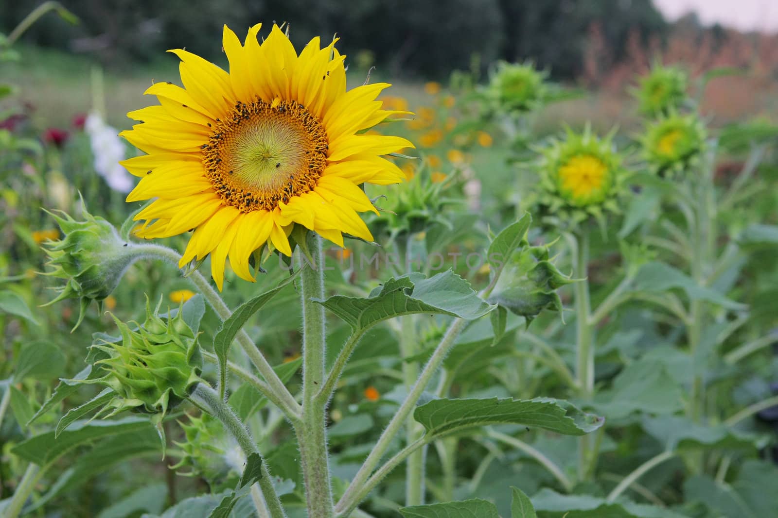 Green grass with sunflowers in summer day.