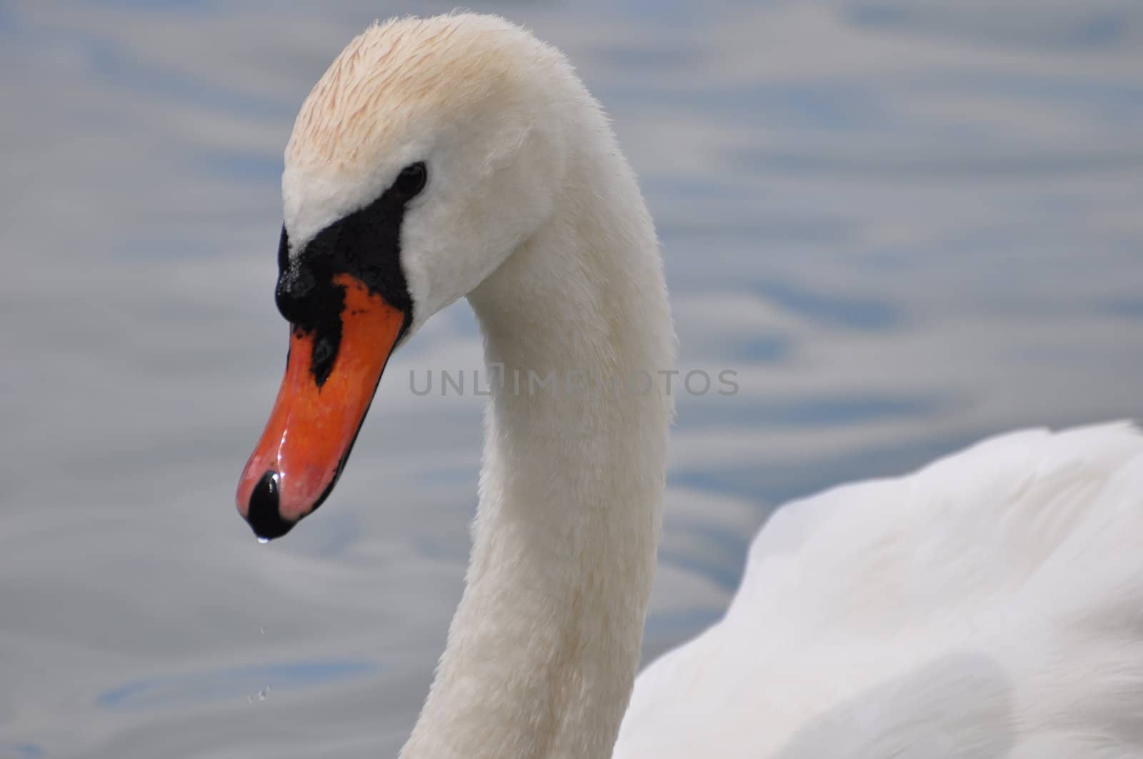 Close-up of a white swan swimming.