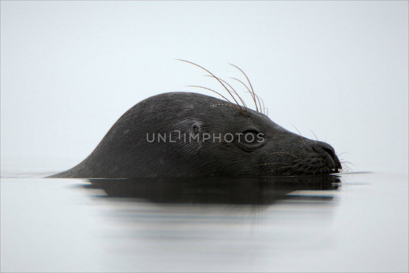 The Ladoga Ringed Seal ( Pusa hispida ladogensis), is a freshwater subspecies of the Ringed Seal (Pusa hispida) which are found entirely in Lake Ladoga in northwestern Russia.