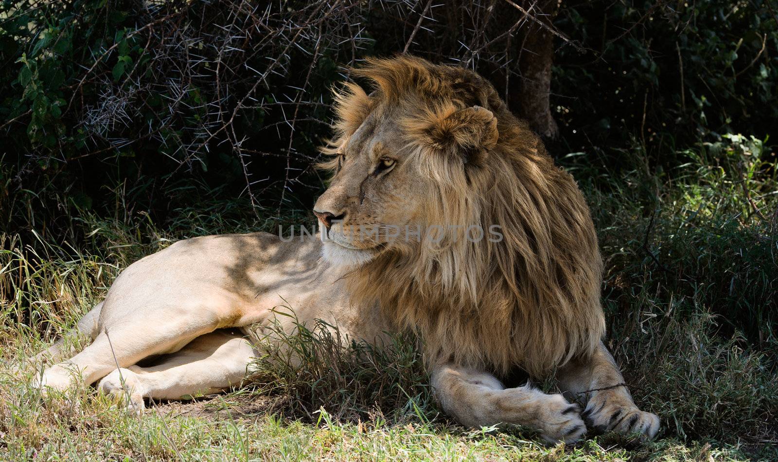Lion having a rest in a tree shade.Zambia. Africa.