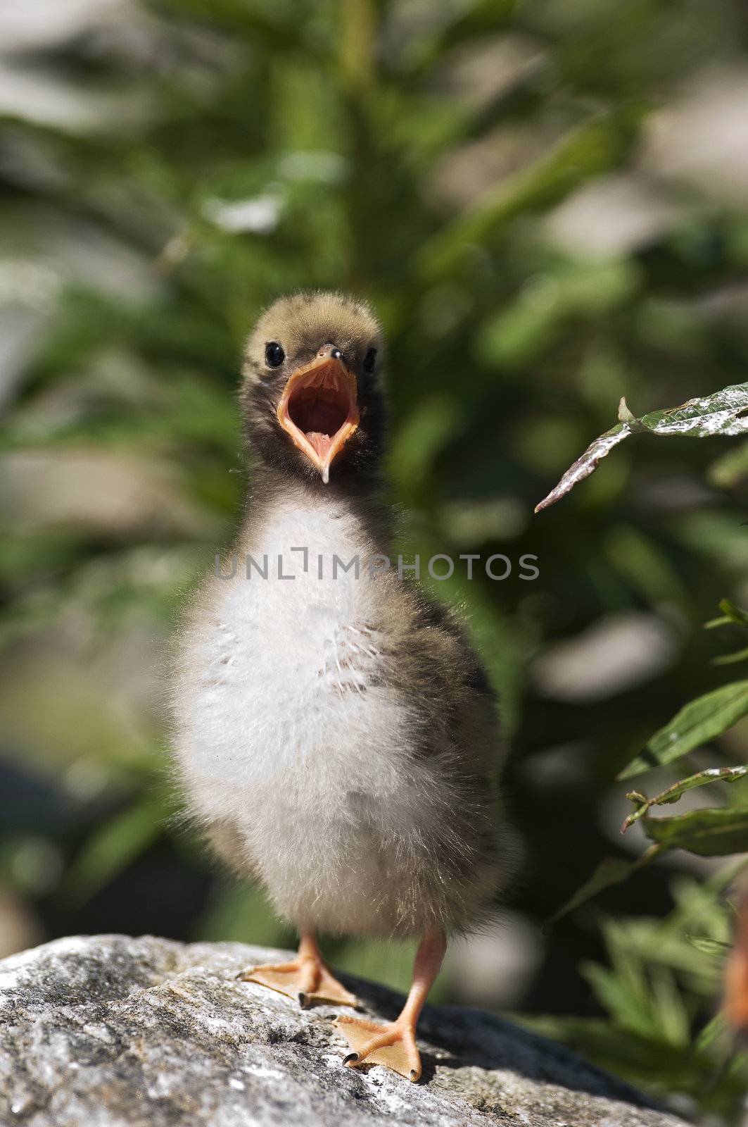 The baby bird of the river tern calls mum and demands food.
