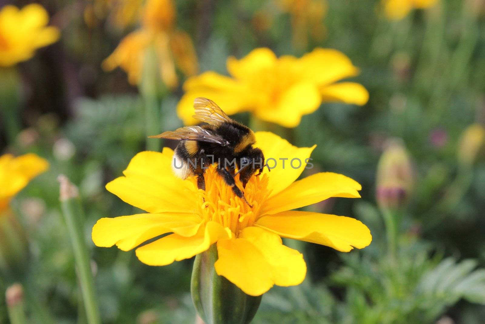 bumblebee and flowers yellow