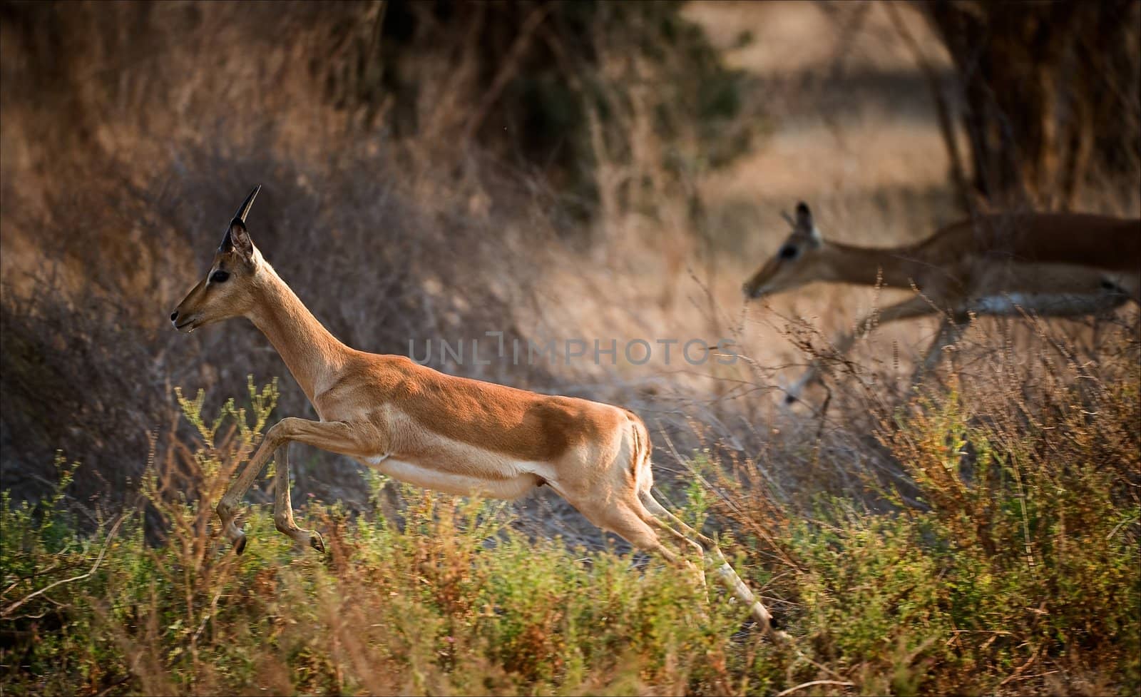 Impala female is running. /  The impala lives in wide open plains in Africa, in herds of near a hundred.
