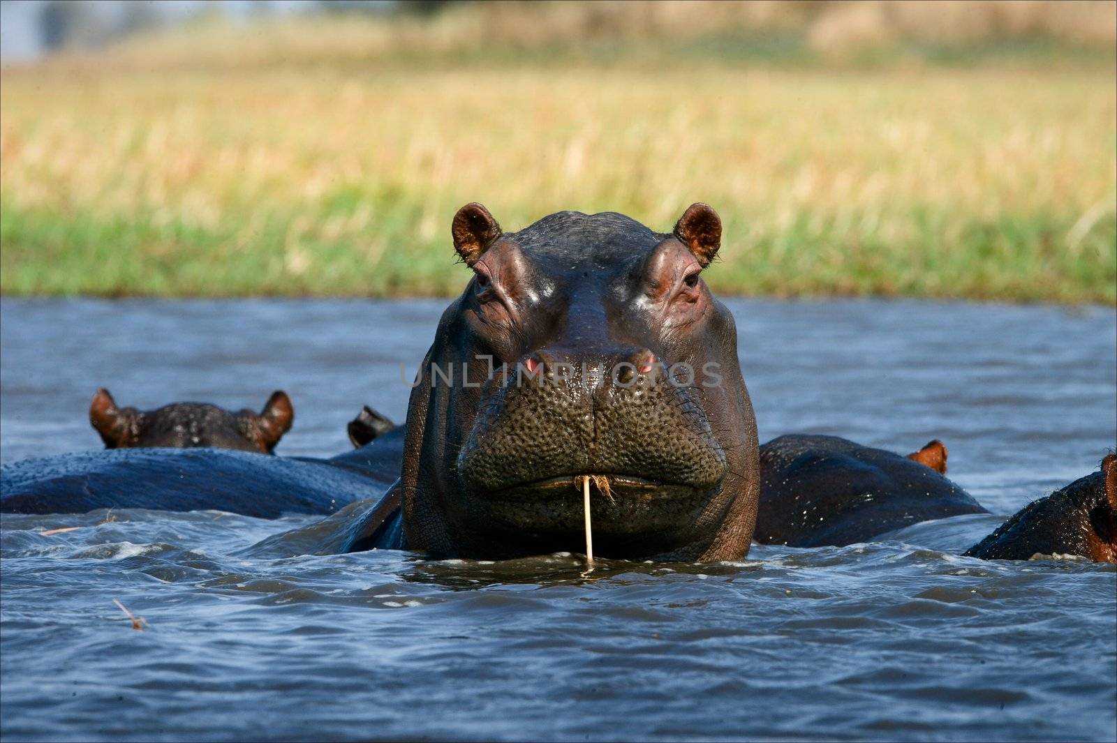 Coctail through a straw. / The hippopotamus sits in a bog and as though drinks water through a straw. Zambia. Africa.