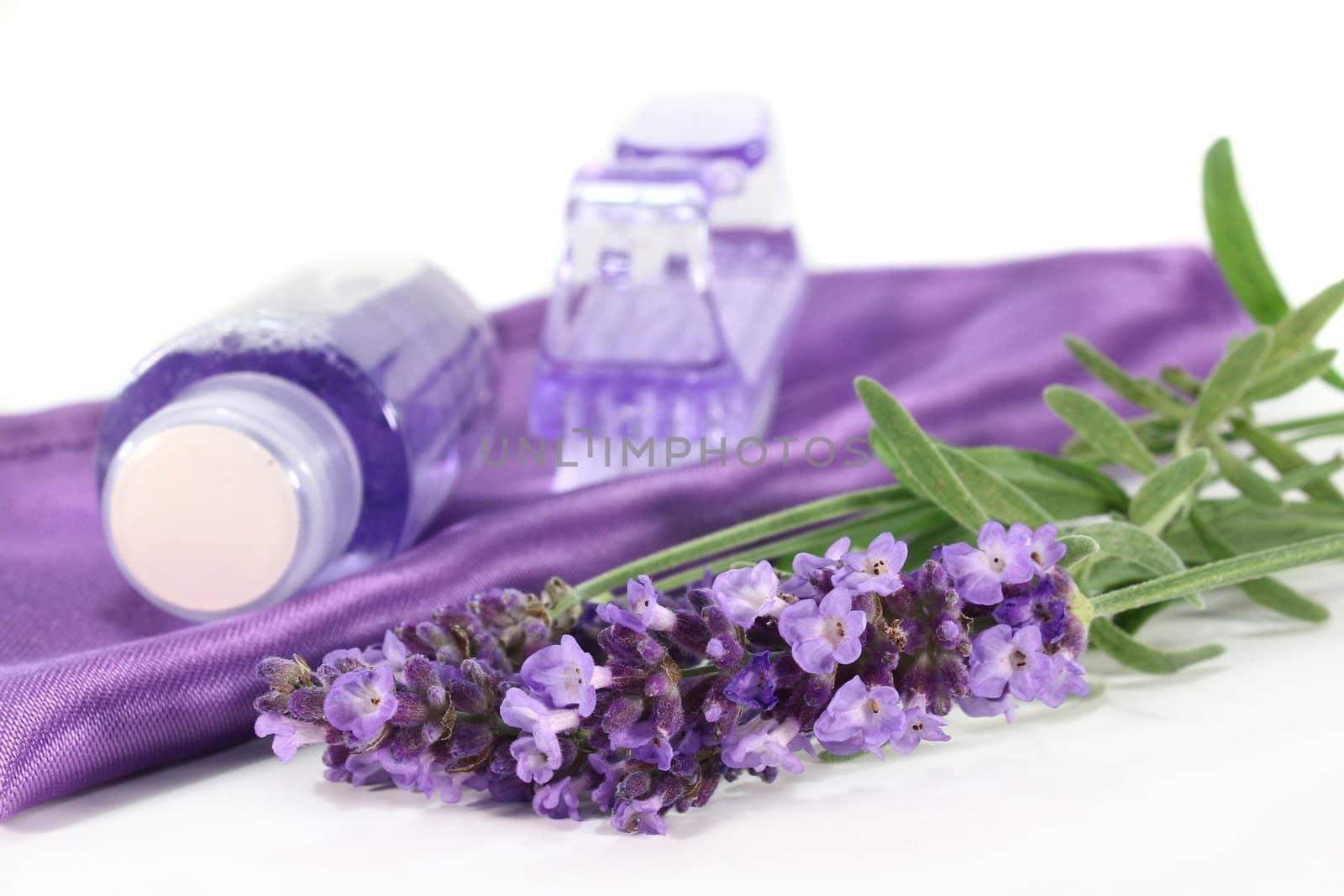 one bunch of fresh lavender and shower on a white background
