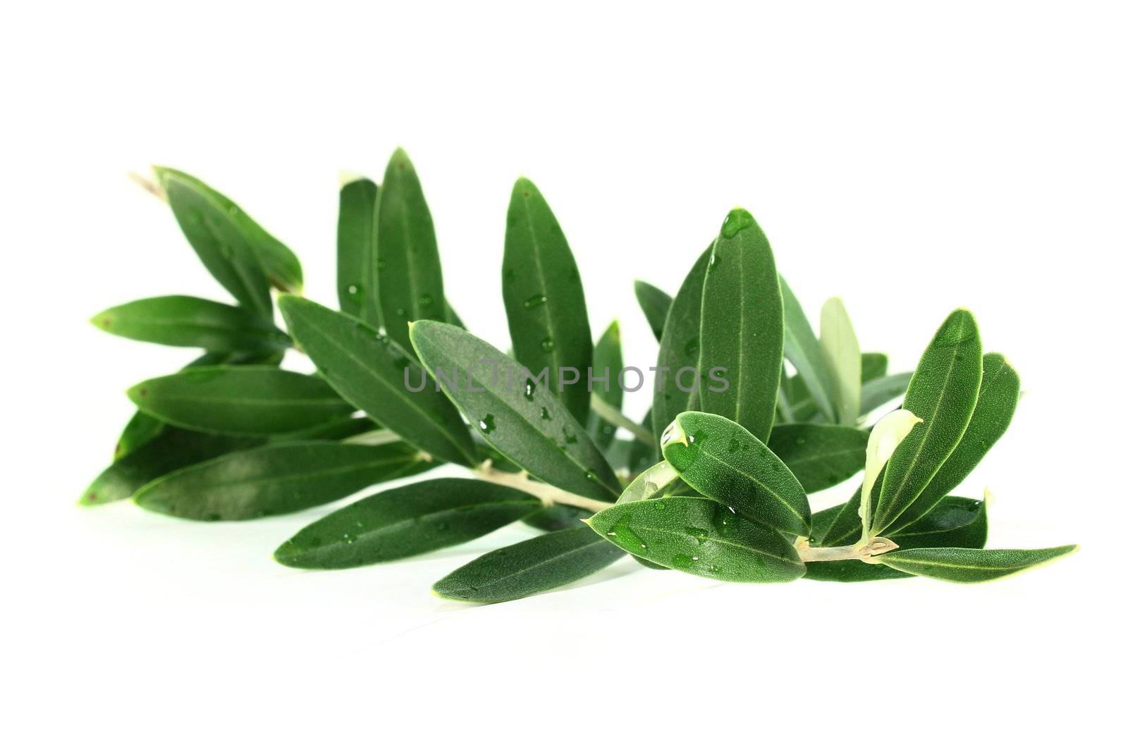 an olive branch on a white background