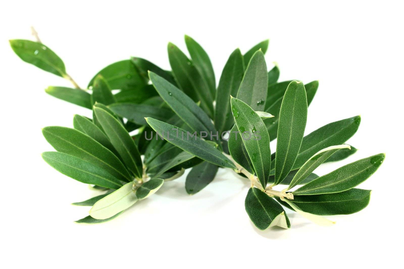 an olive branch on a white background