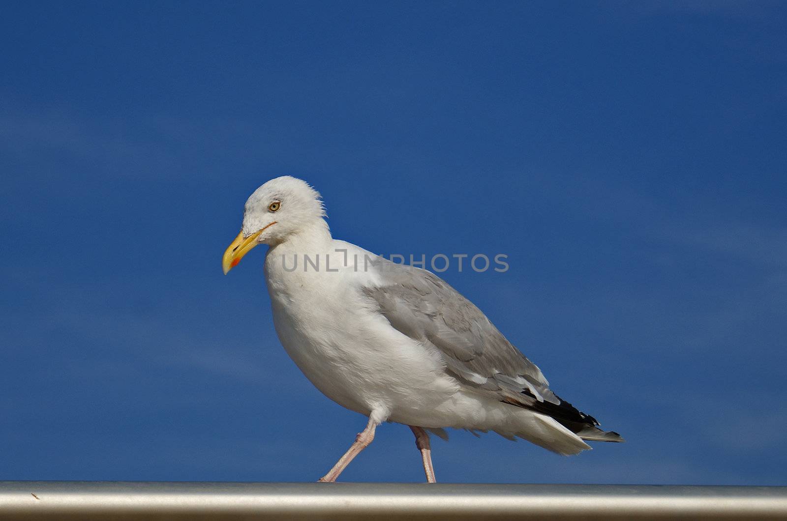 Seagull walking on the pier railing on the blue sky background