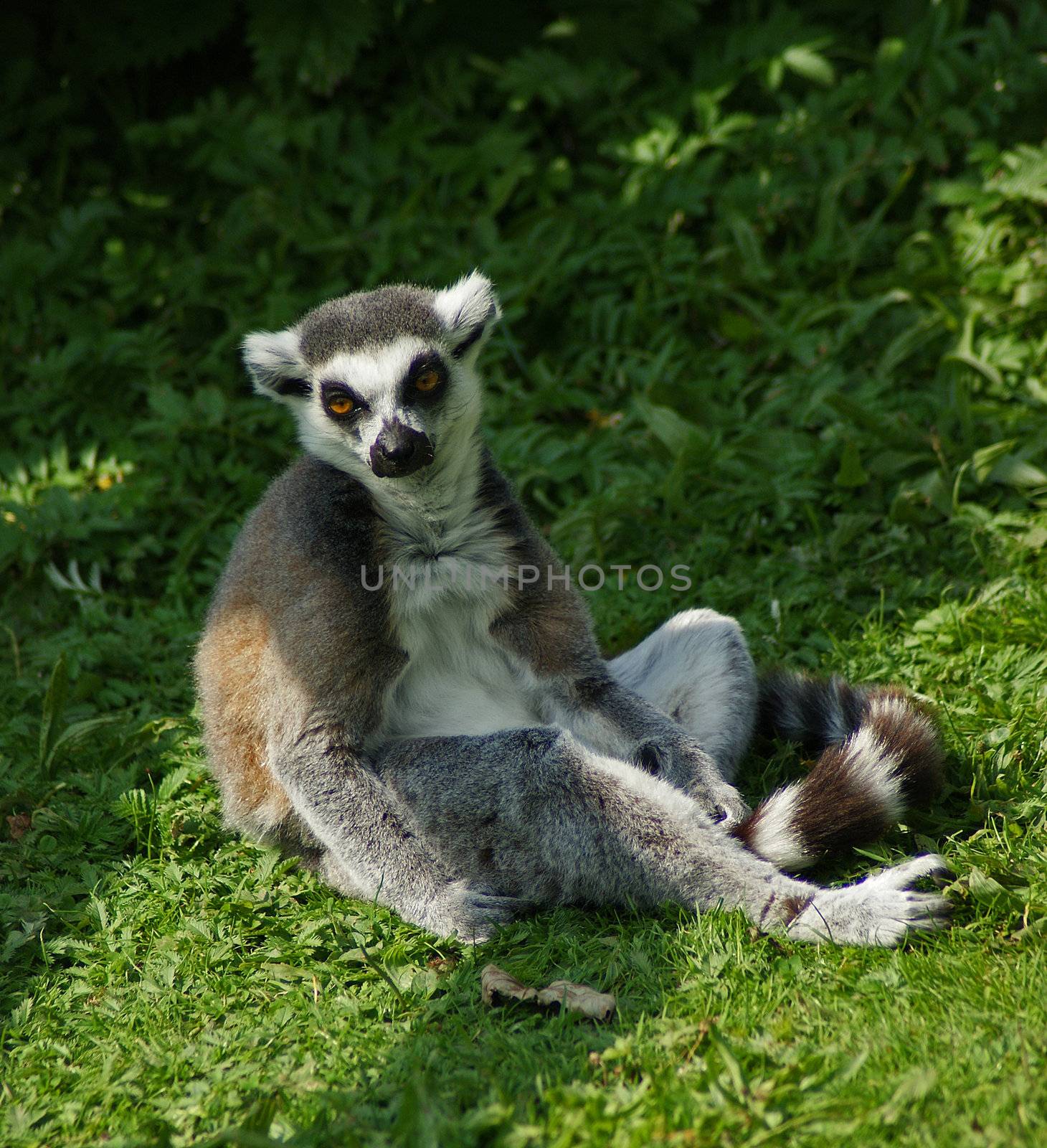 Tired lemur sitting on the ground