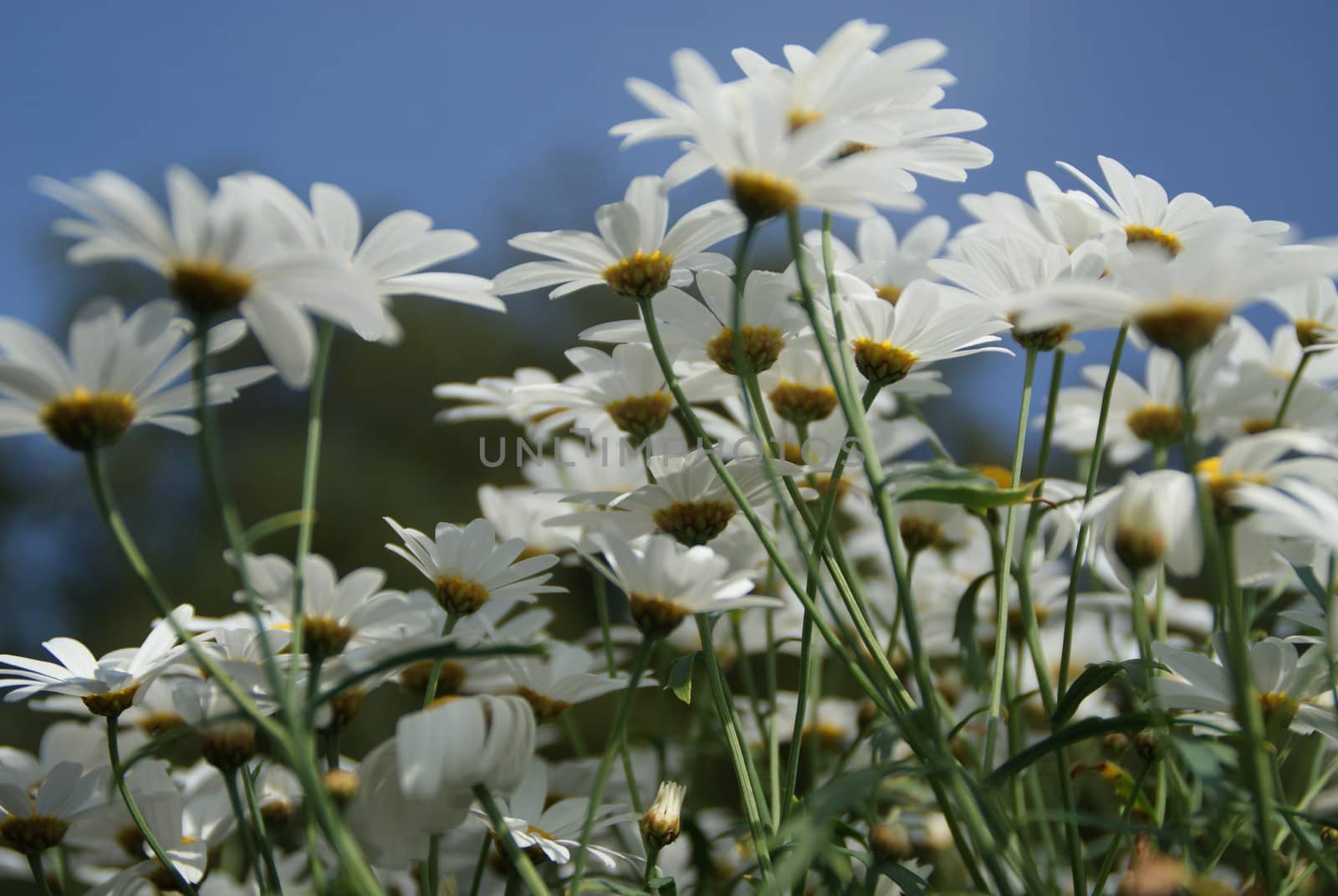 white flowers