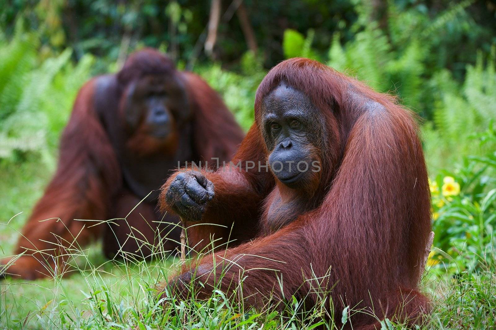 Orangutan adult female./Two orangutans sit on a green lawn and the female attentively looks. Indonesia. Borneo.