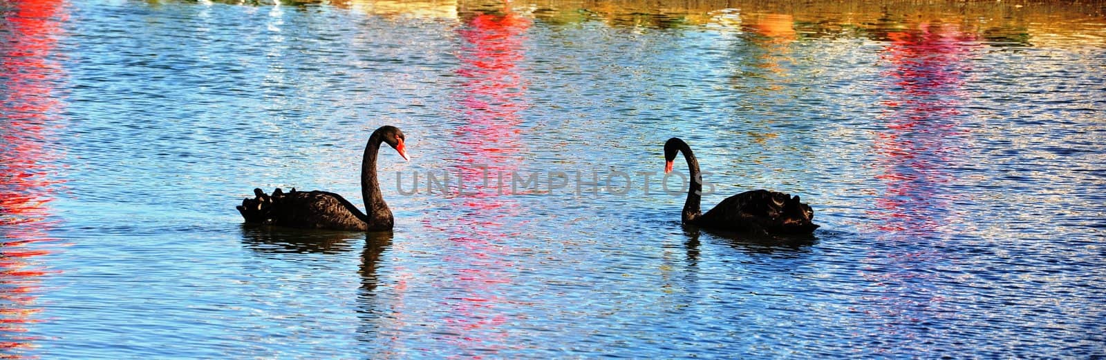 swans by vas25