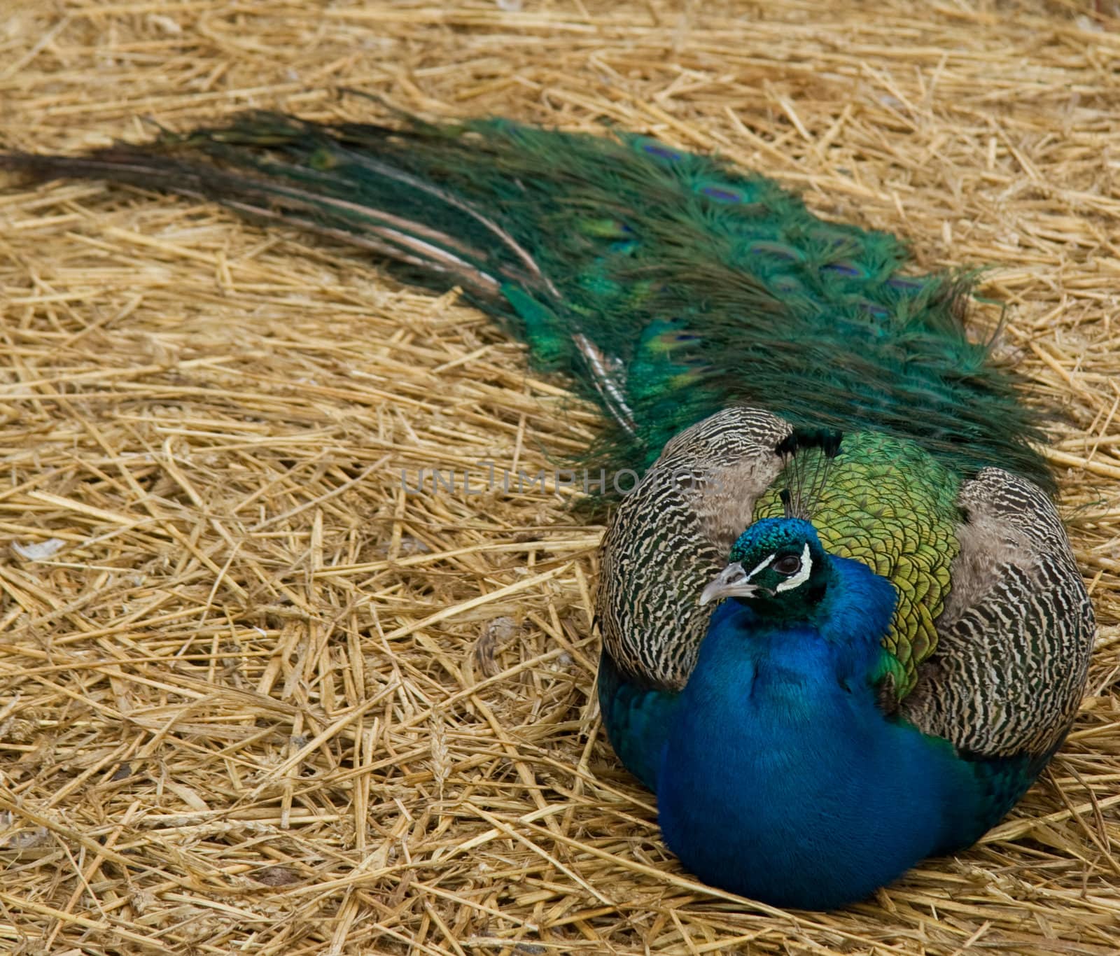 Beautiful peacock resting in hay.