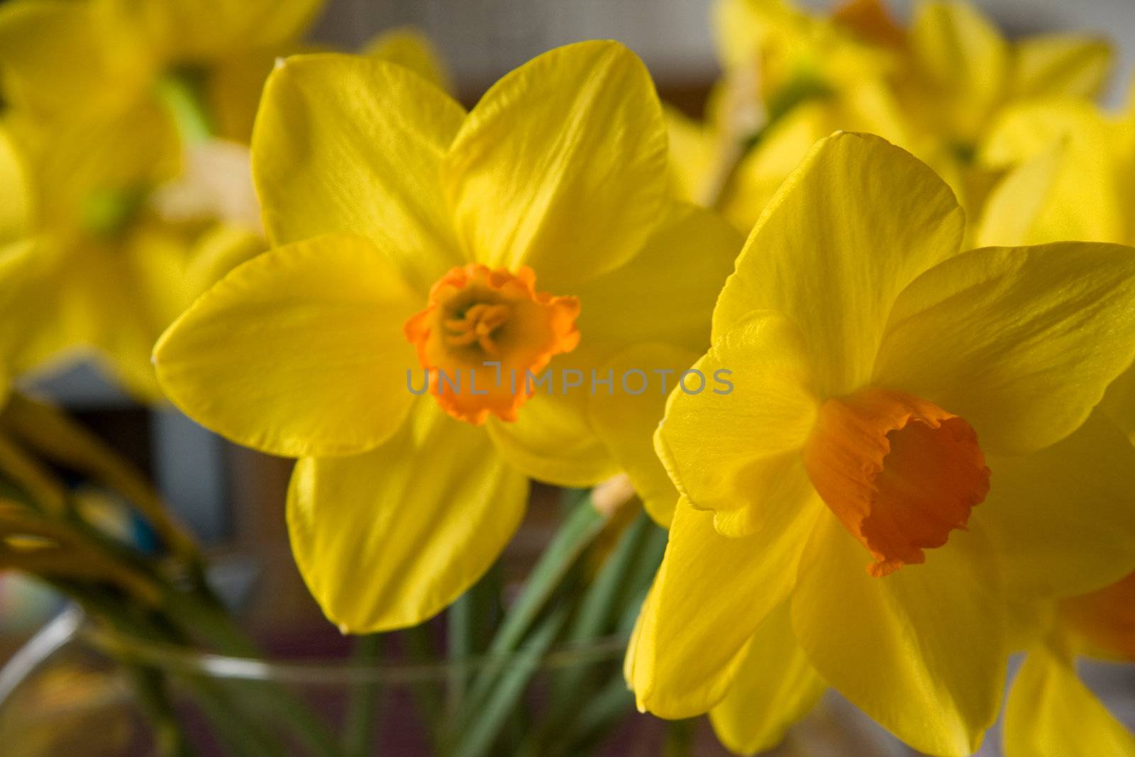close up on beautiful yellow daffodils