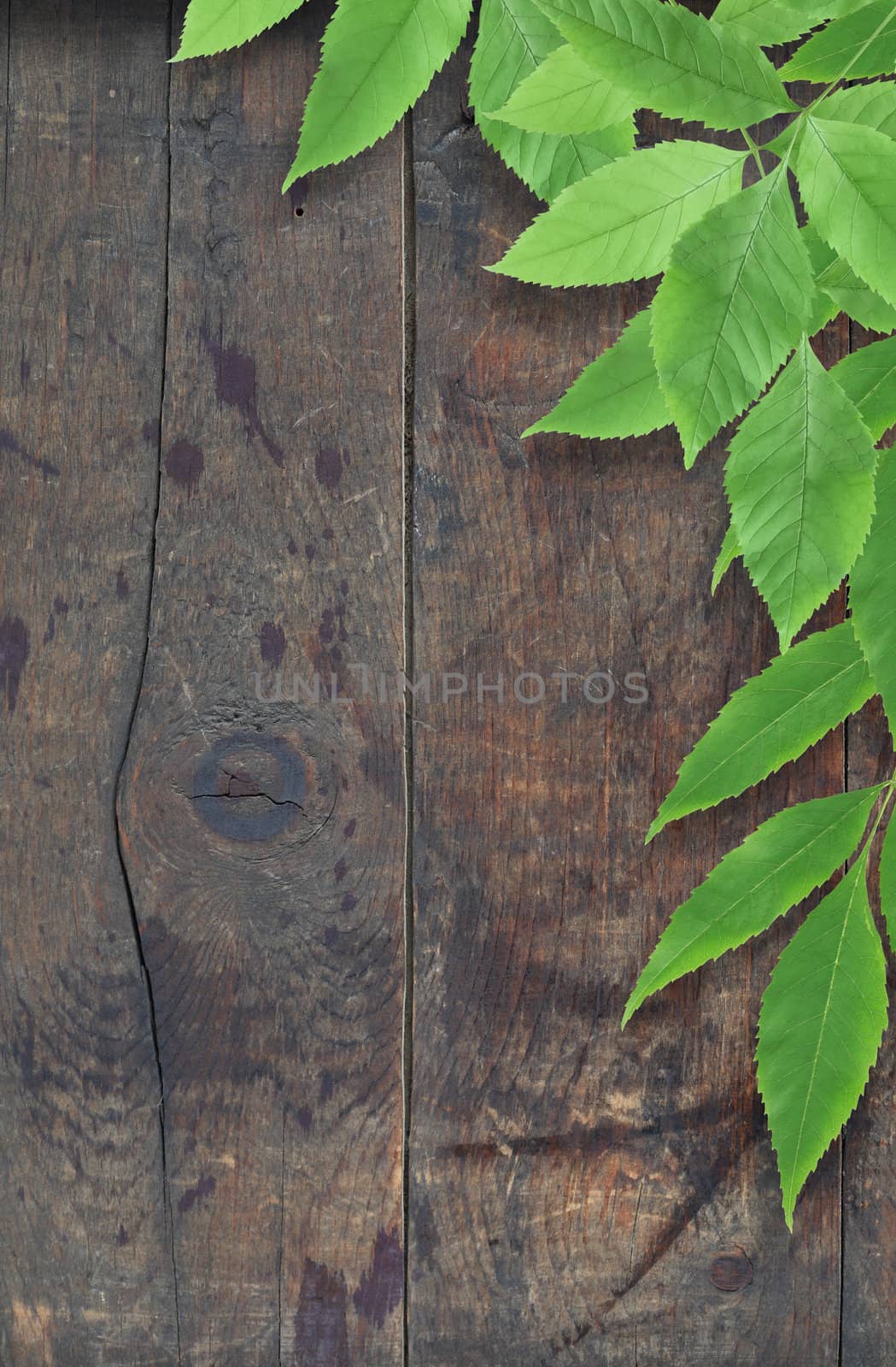 Leaves On Wood by kvkirillov