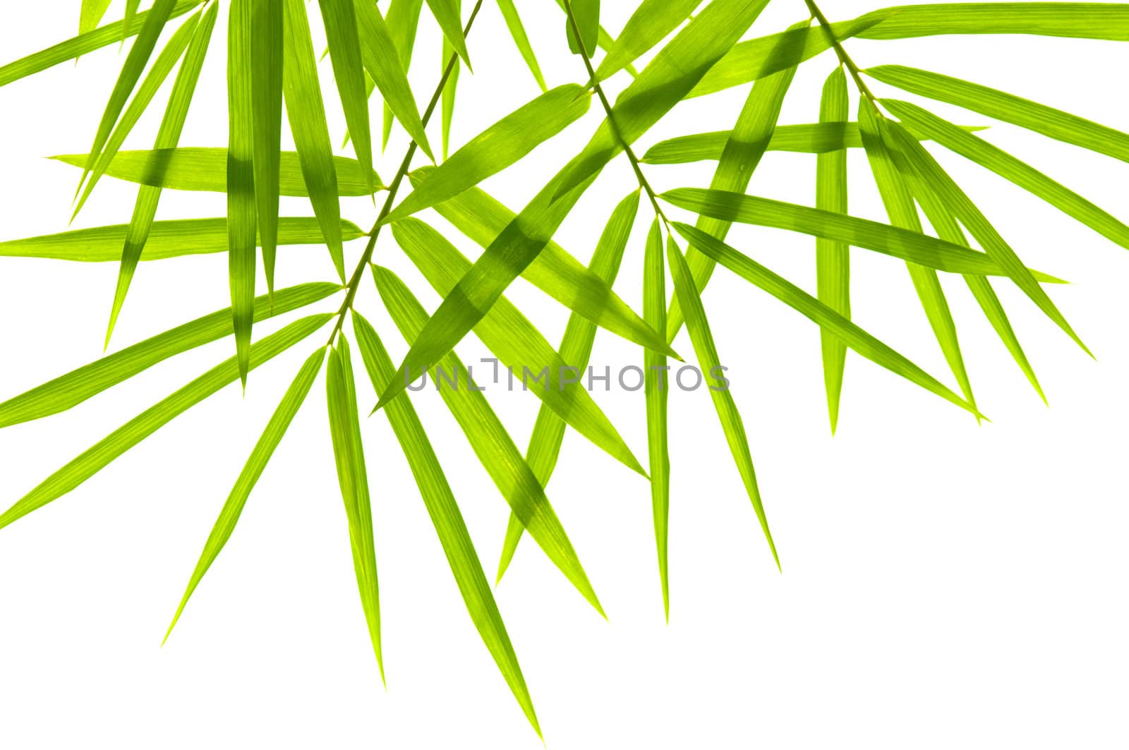Bamboo leaves on white background