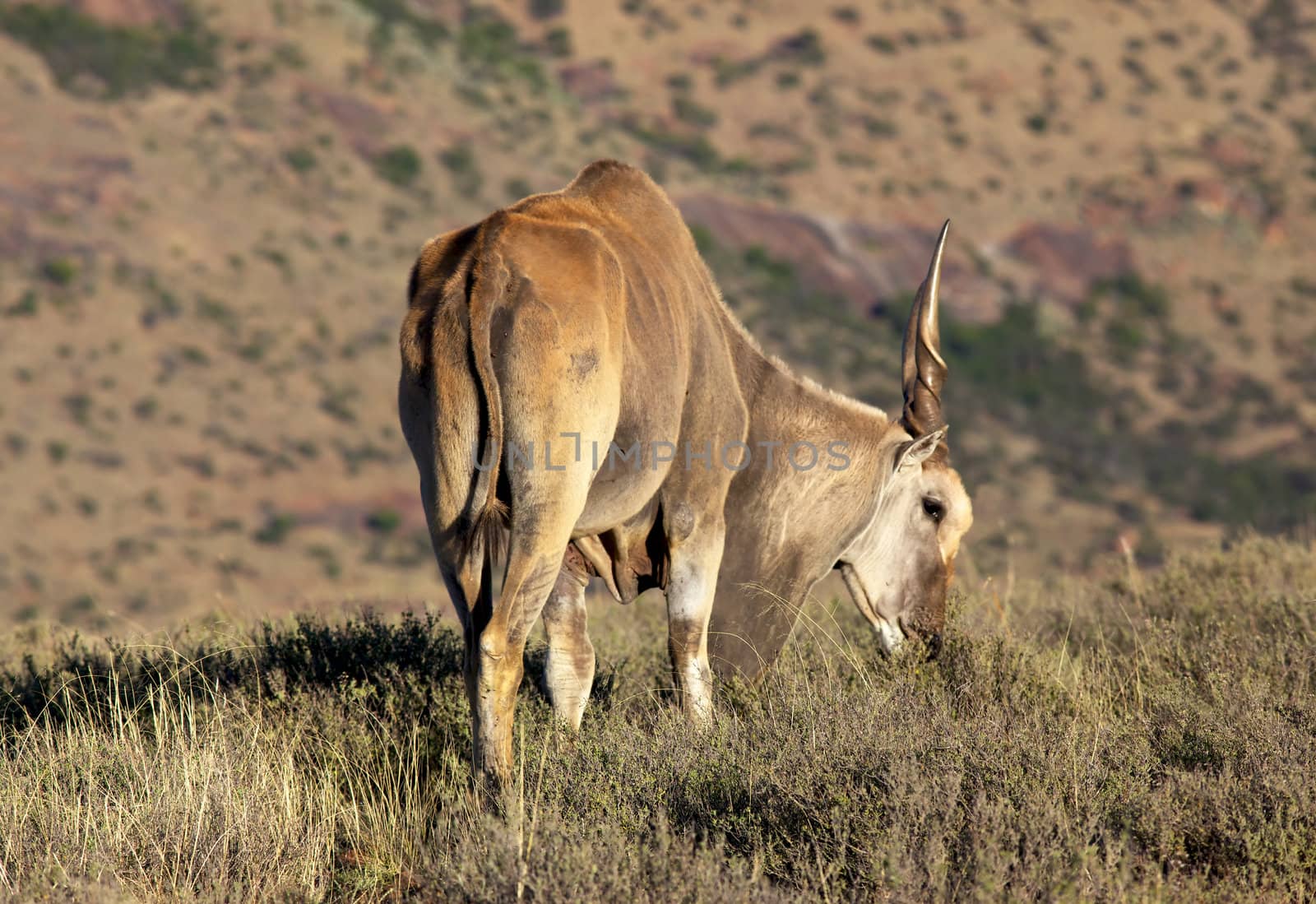 An eland bull (Taurotragus oryx) in the Mountain Zebra National Park, South Africa.