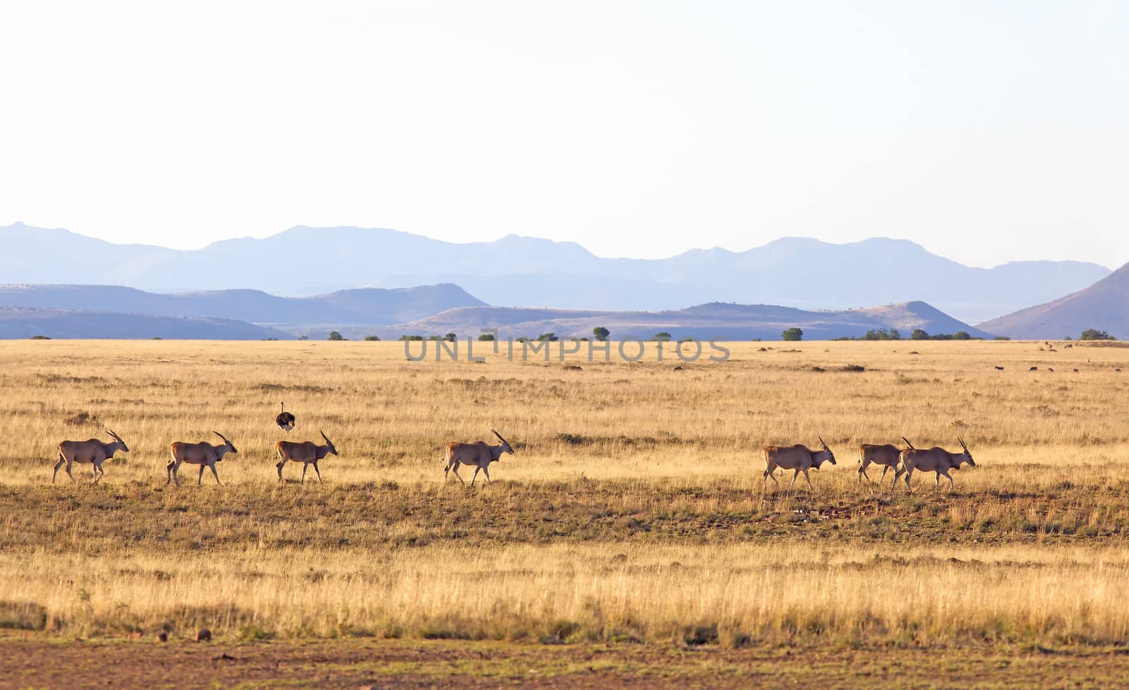 Eland (Taurotragus oryx) in the Mountain Zebra National Park, South Africa.
